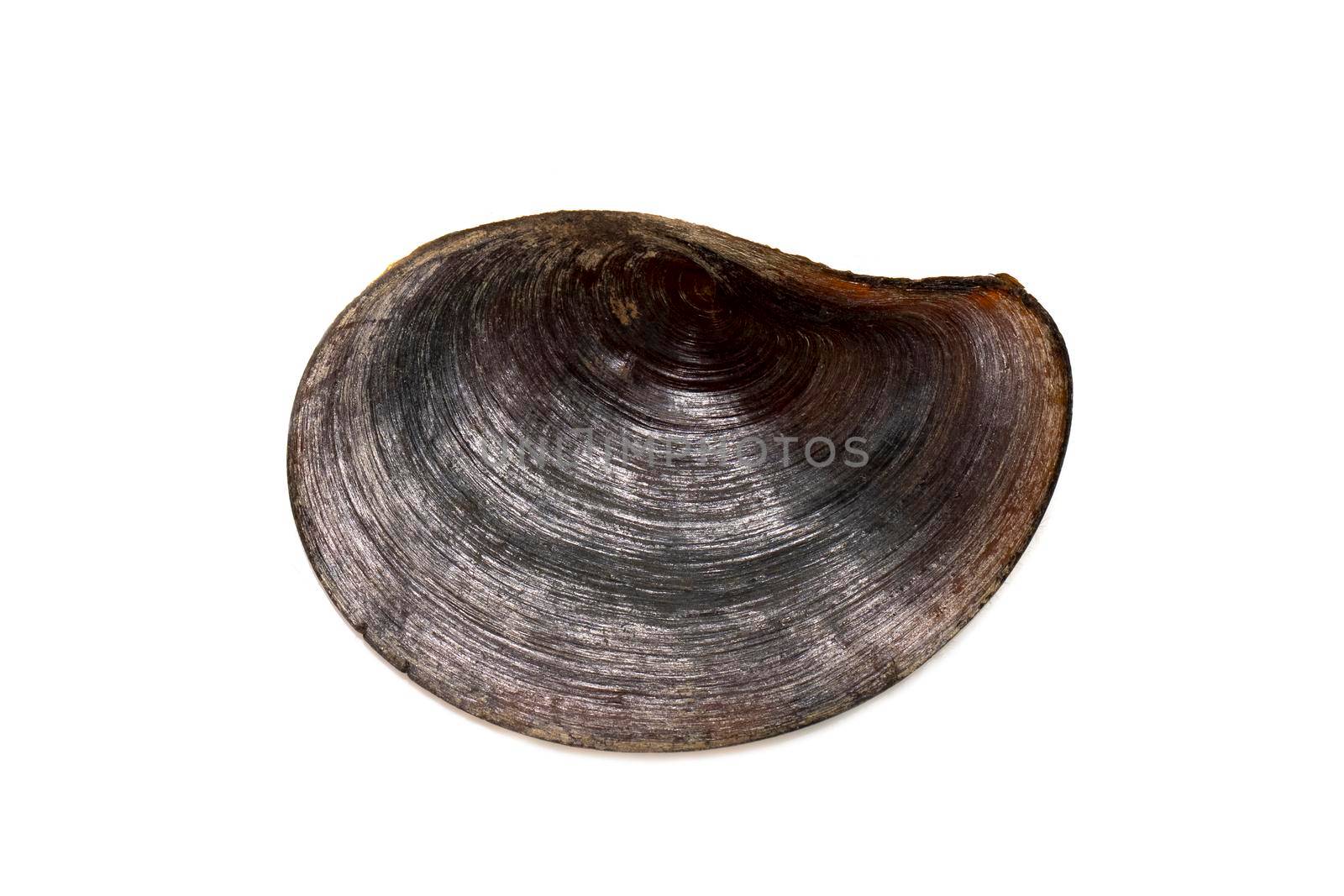 Image of black flat sea shell isolated on white background. Undersea Animals. Sea Shells