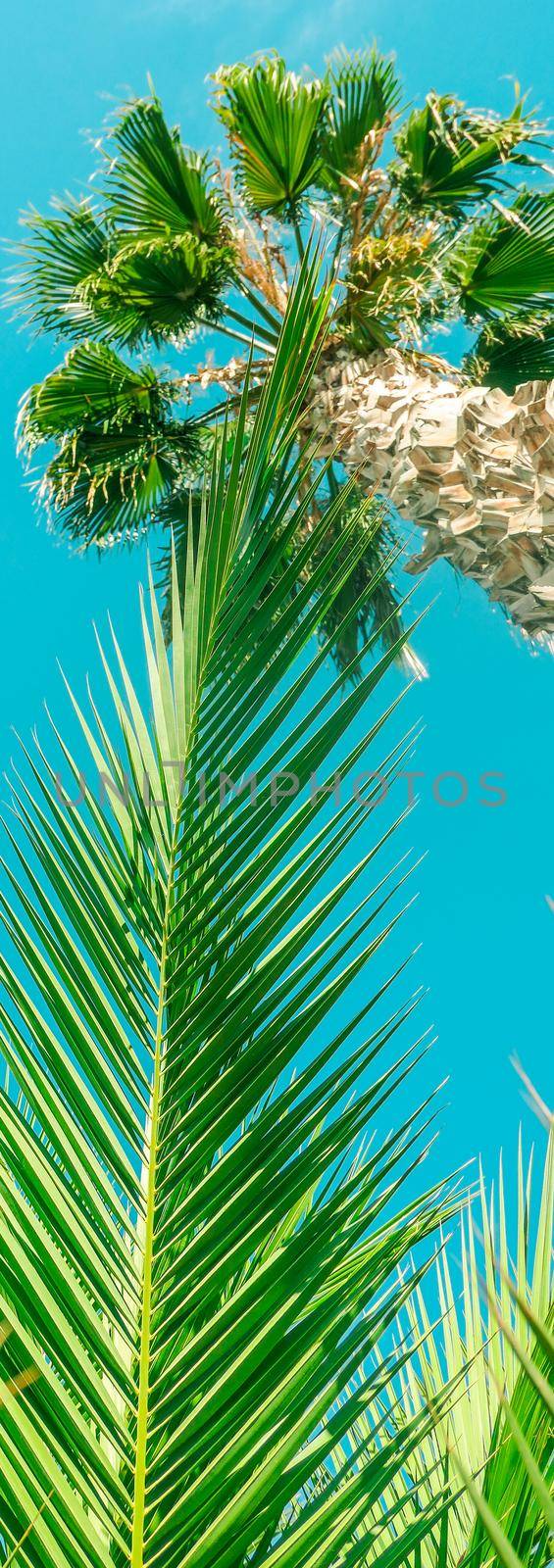 Nature, tropical backdrop and summer vacation concept - Palm tree beach background, summertime travel