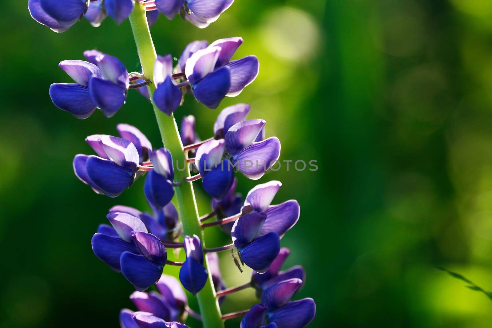 Closeup of very nice freshness blue lupine flower against green grass background