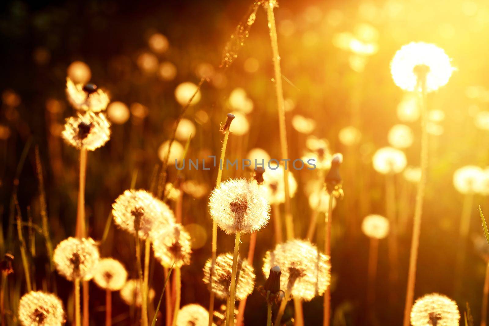 Fluffy Dandelions At Sunset by kvkirillov