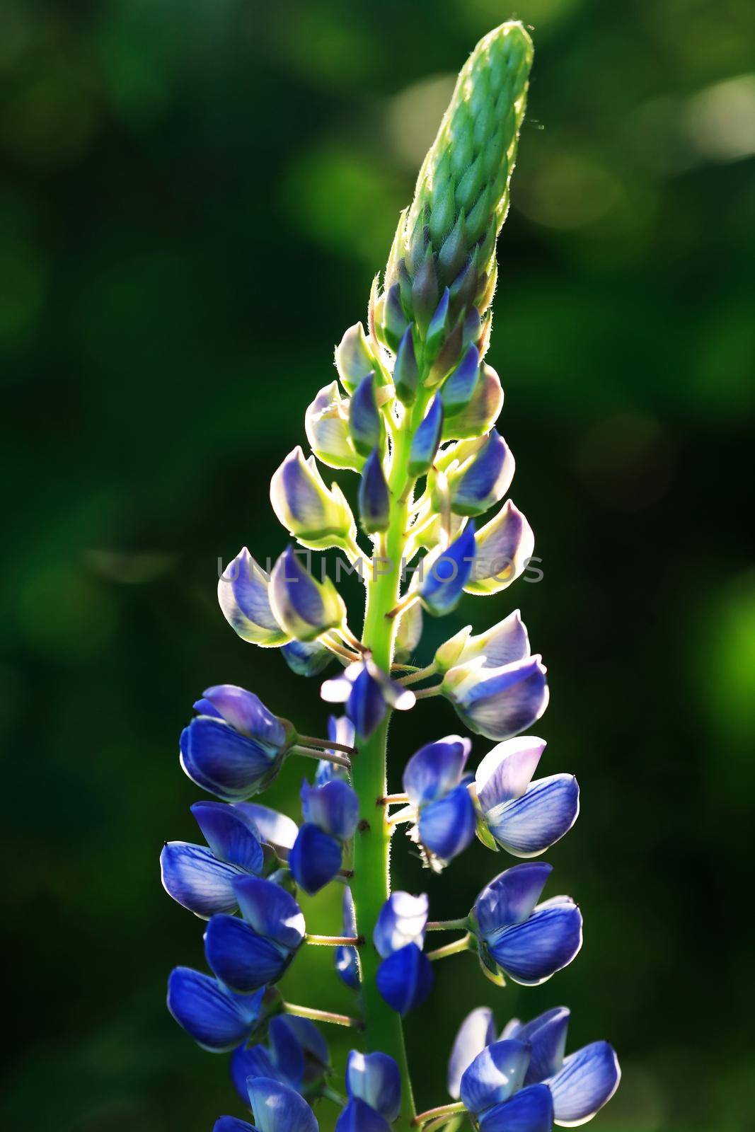 Closeup of very nice freshness blue lupine flower against green grass background