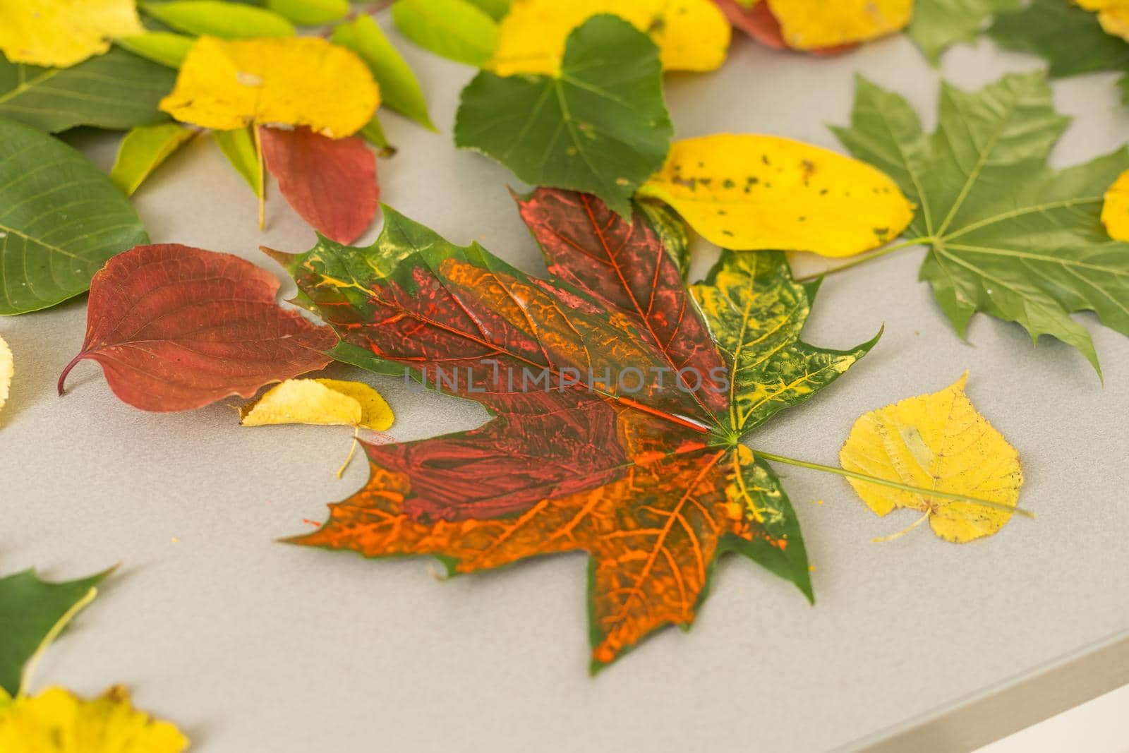 Fall background from yellowed leaves. High quality photo