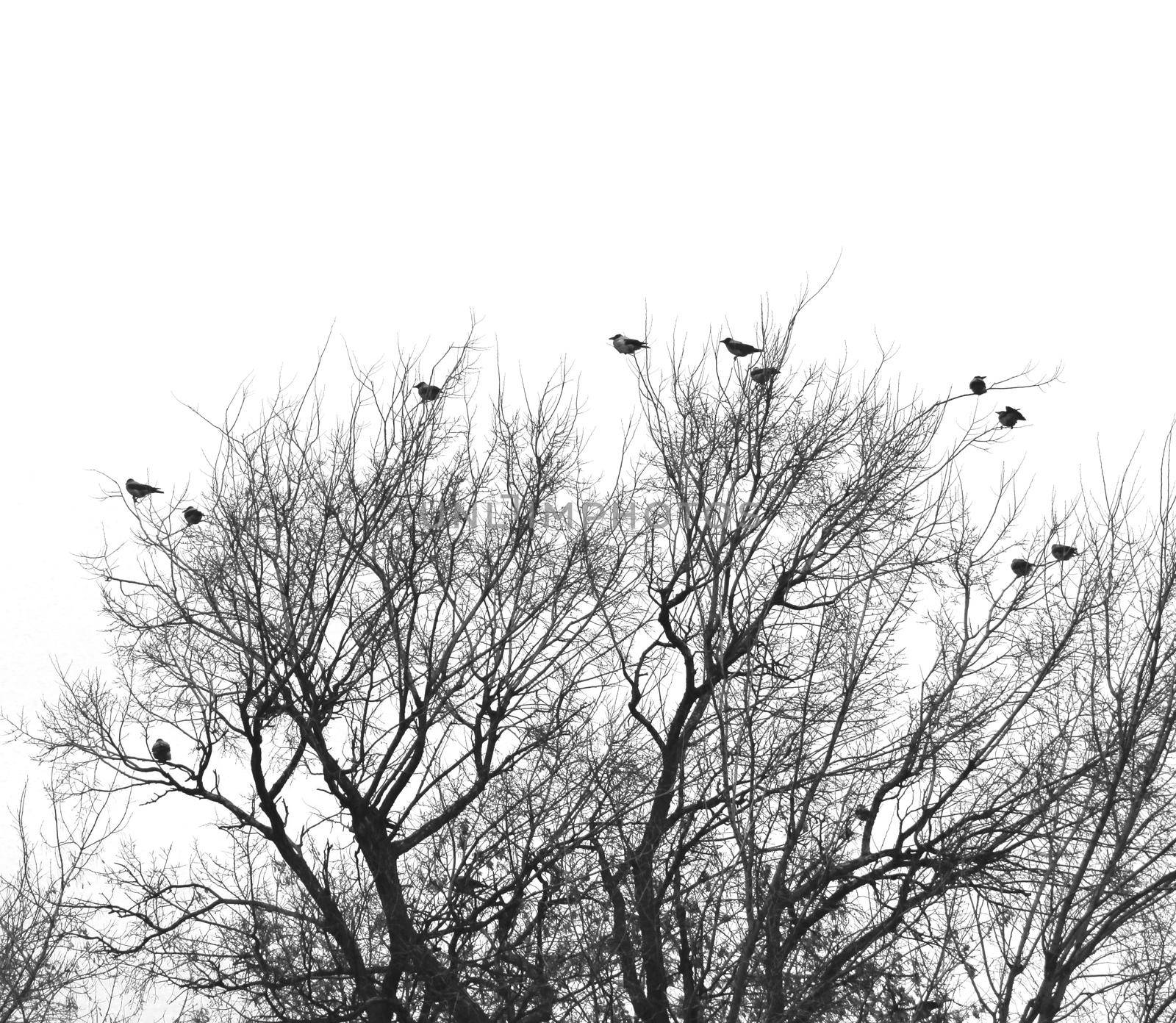 Silhouette of Black bird Crow on a tree. Nature view isolated on white background.