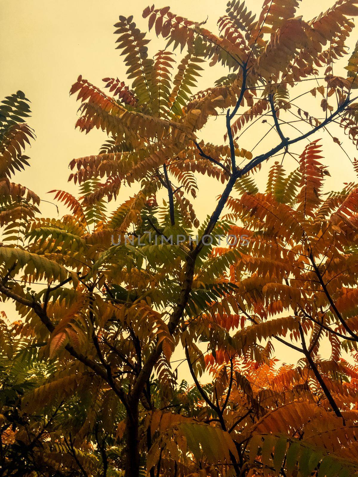 Autumn leaves and trees, nature background by Anneleven