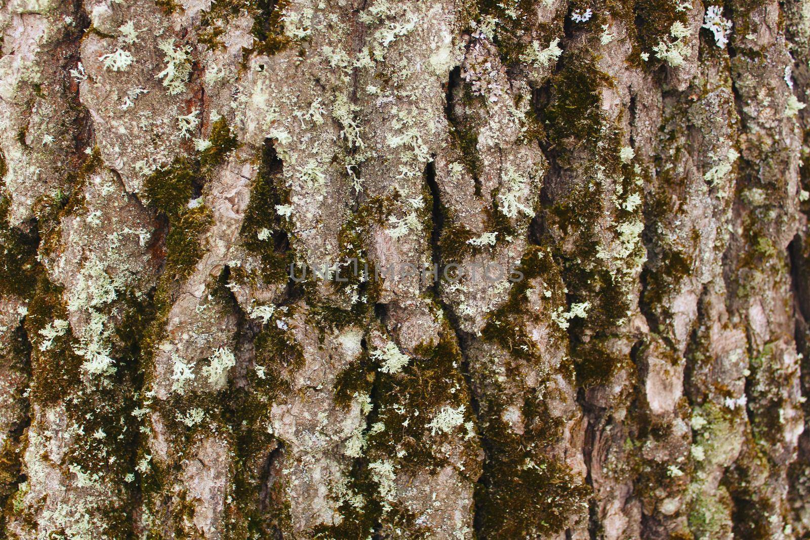 Texture of an gray Oak Tree Bark under Moss