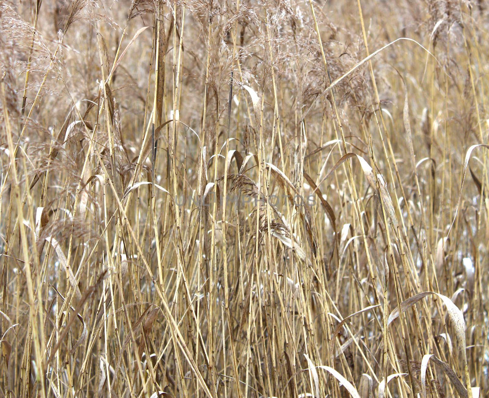 Texture with reeds on river. Background of swamp nature with cane