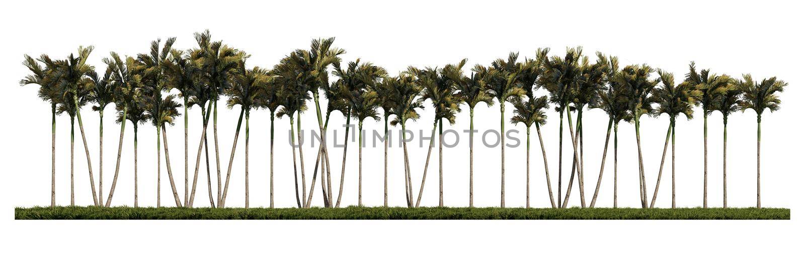 3ds rendering image of front view of palm trees on grasses field. by Kankliang