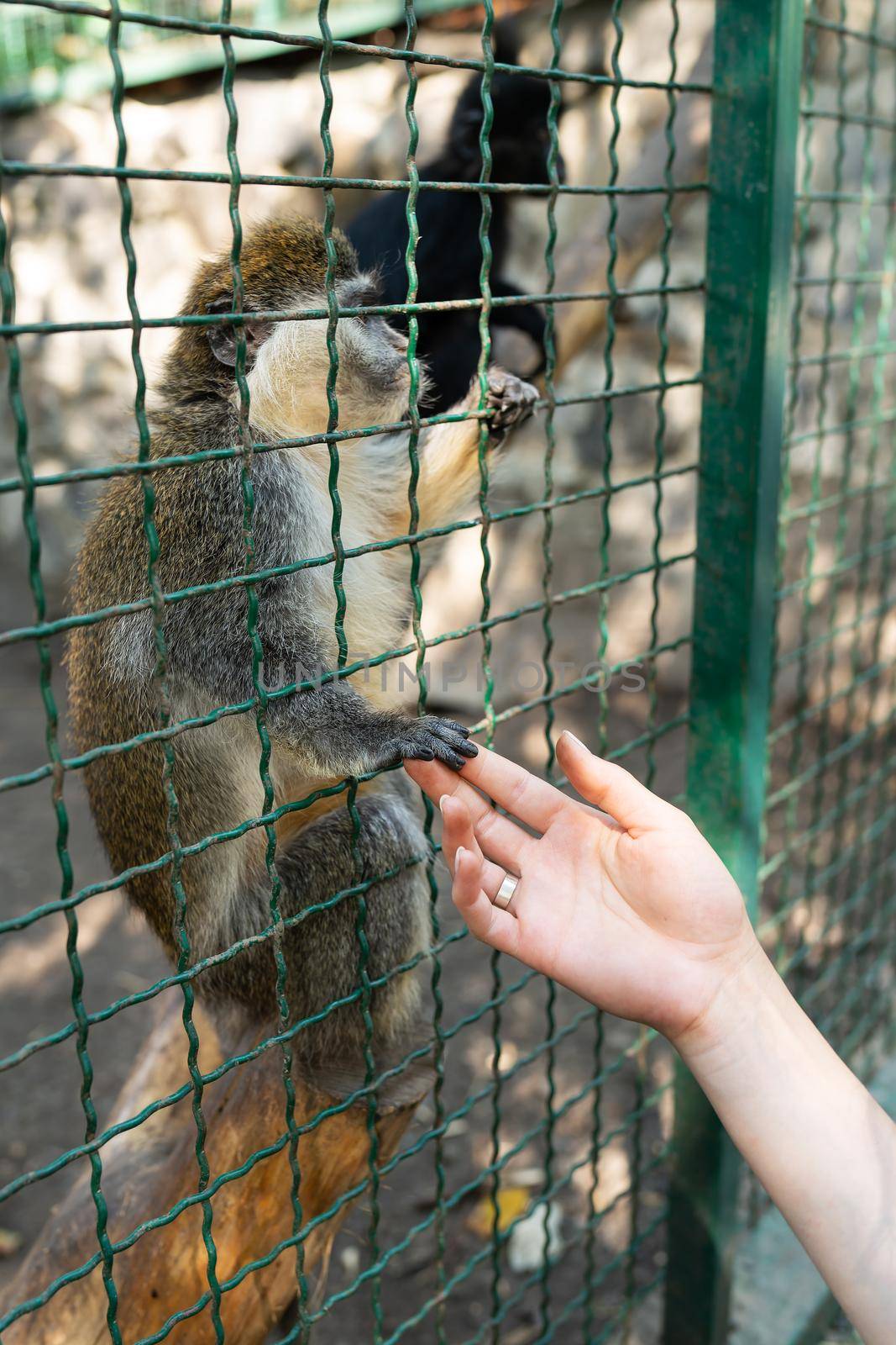 The animal needs human love and protection. The monkey holds the girl's hand in the petting zoo