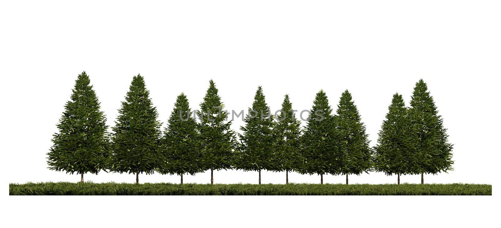 3ds rendering image of front view of pine trees on grasses field.