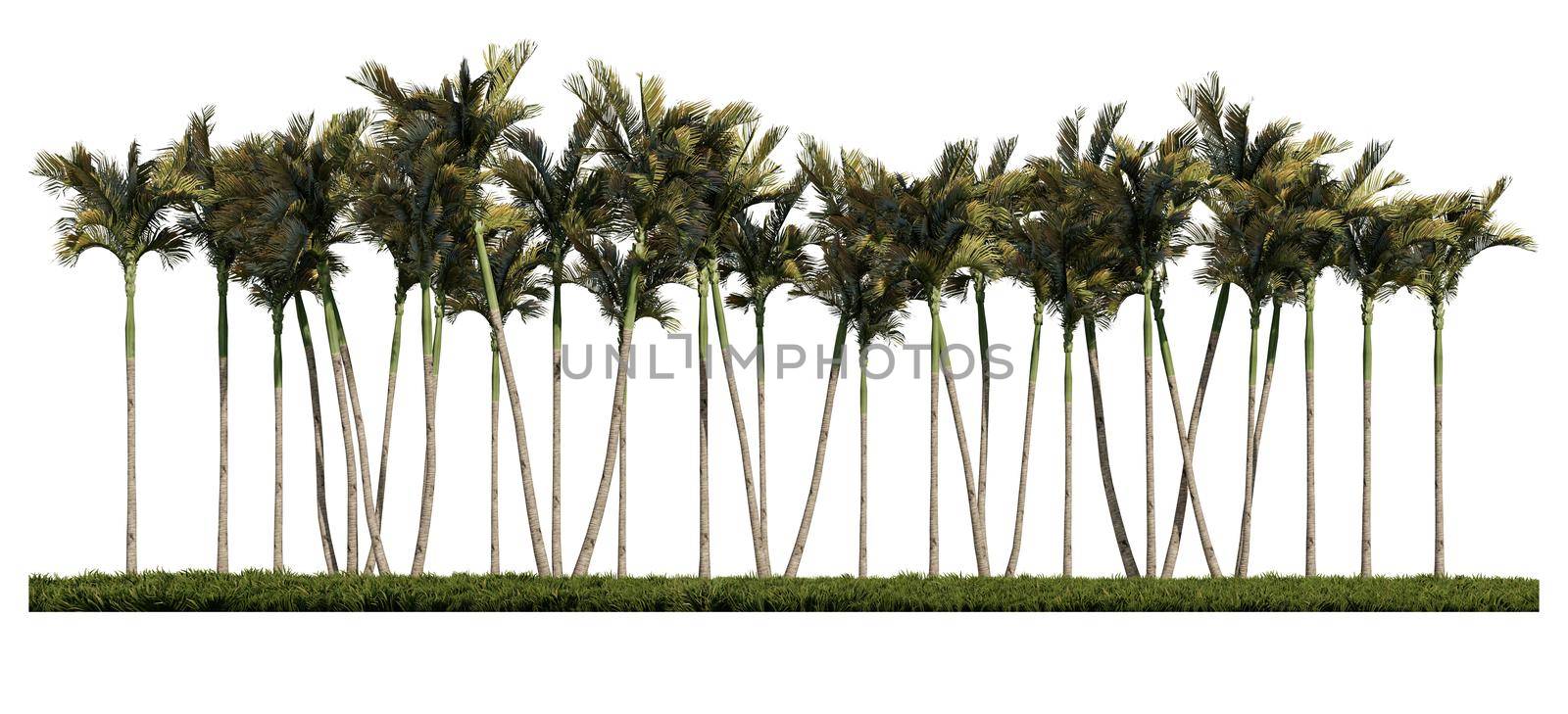 3ds rendering image of front view of palm trees on grasses field.