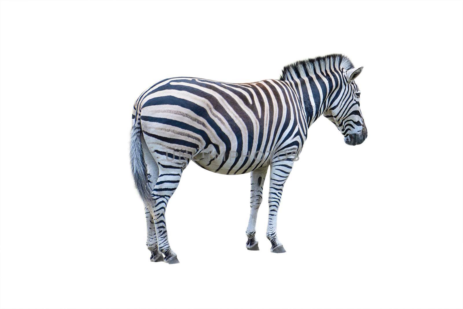 Zebra isolate. Zebra side view isolated on white background.