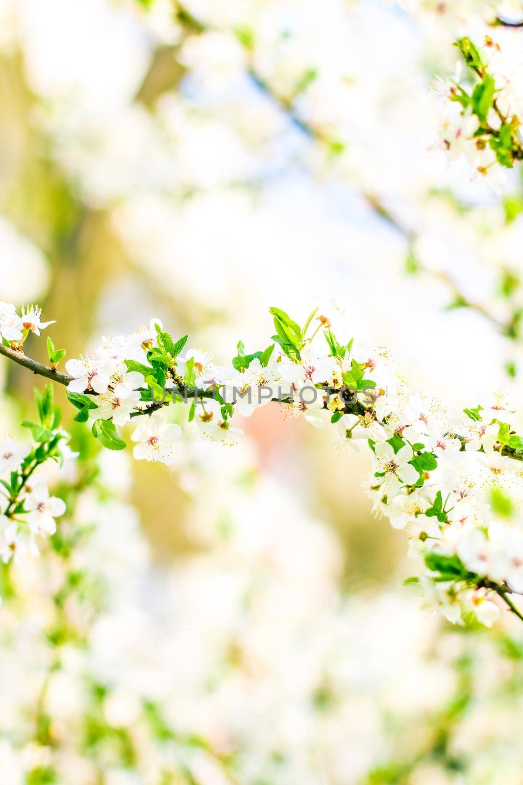 Floral beauty, dream garden and natural scenery concept - Cherry tree blossom in spring, white flowers as nature background