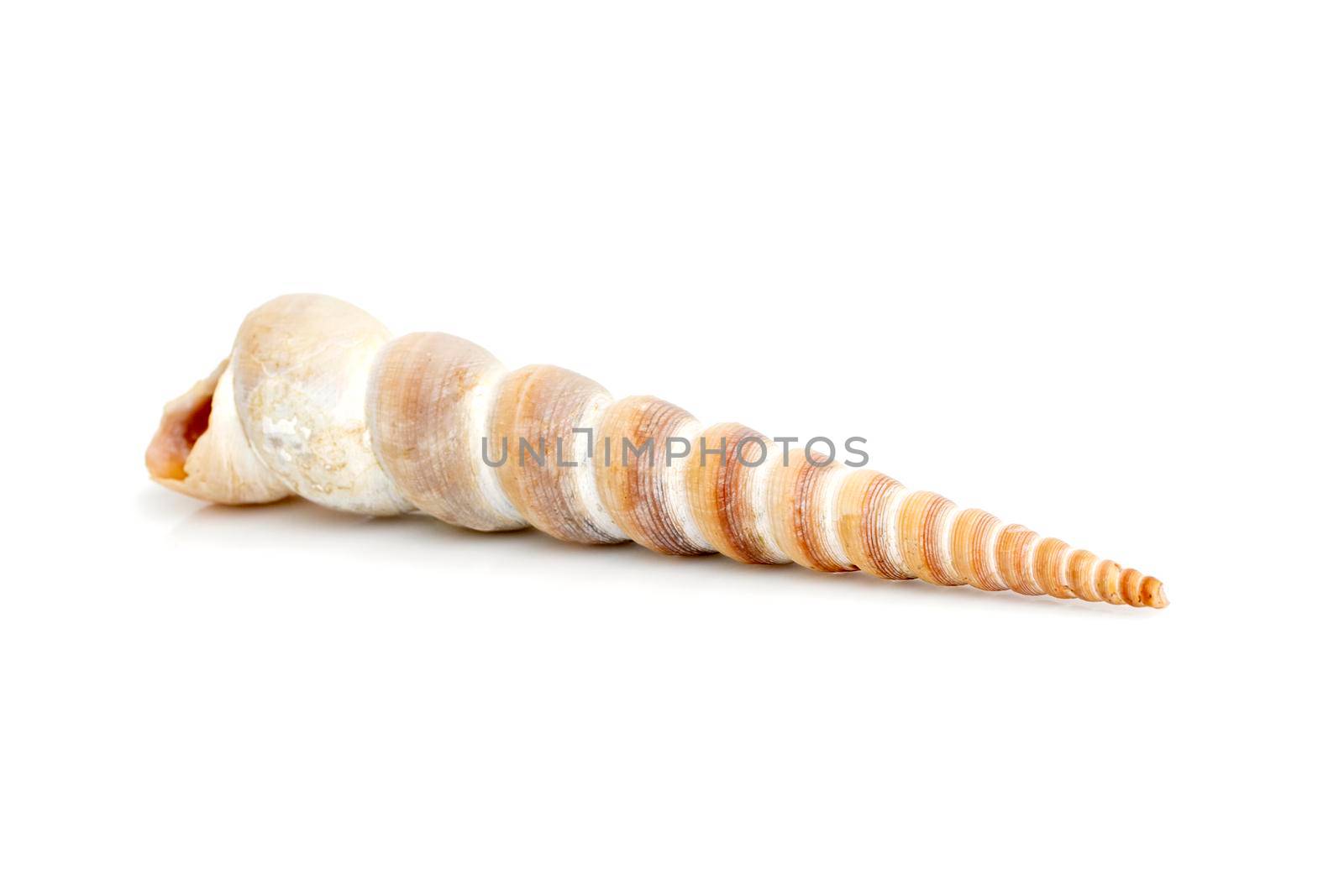 Image of pointed cone shell (Terebridae) on a white background. Undersea Animals. Sea Shells. by yod67
