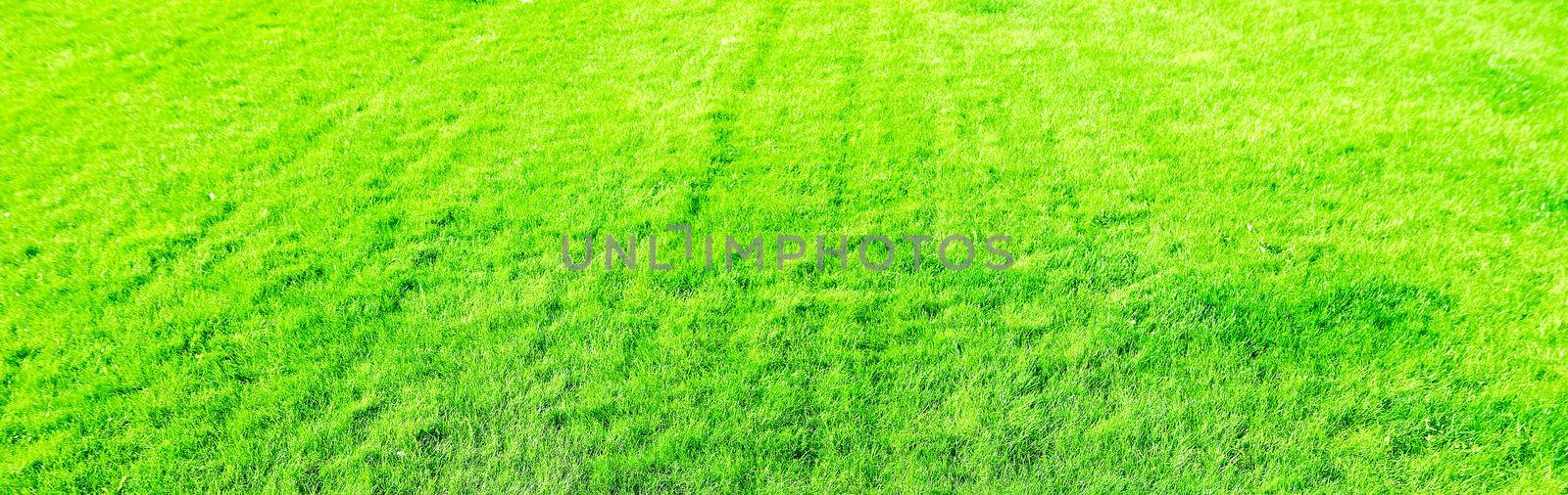 Grass field background, perfect backyard lawn by Anneleven