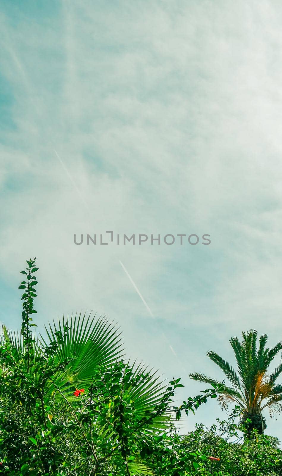 Nature, tropical backdrop and summer vacation concept - Palm tree beach background, summertime travel