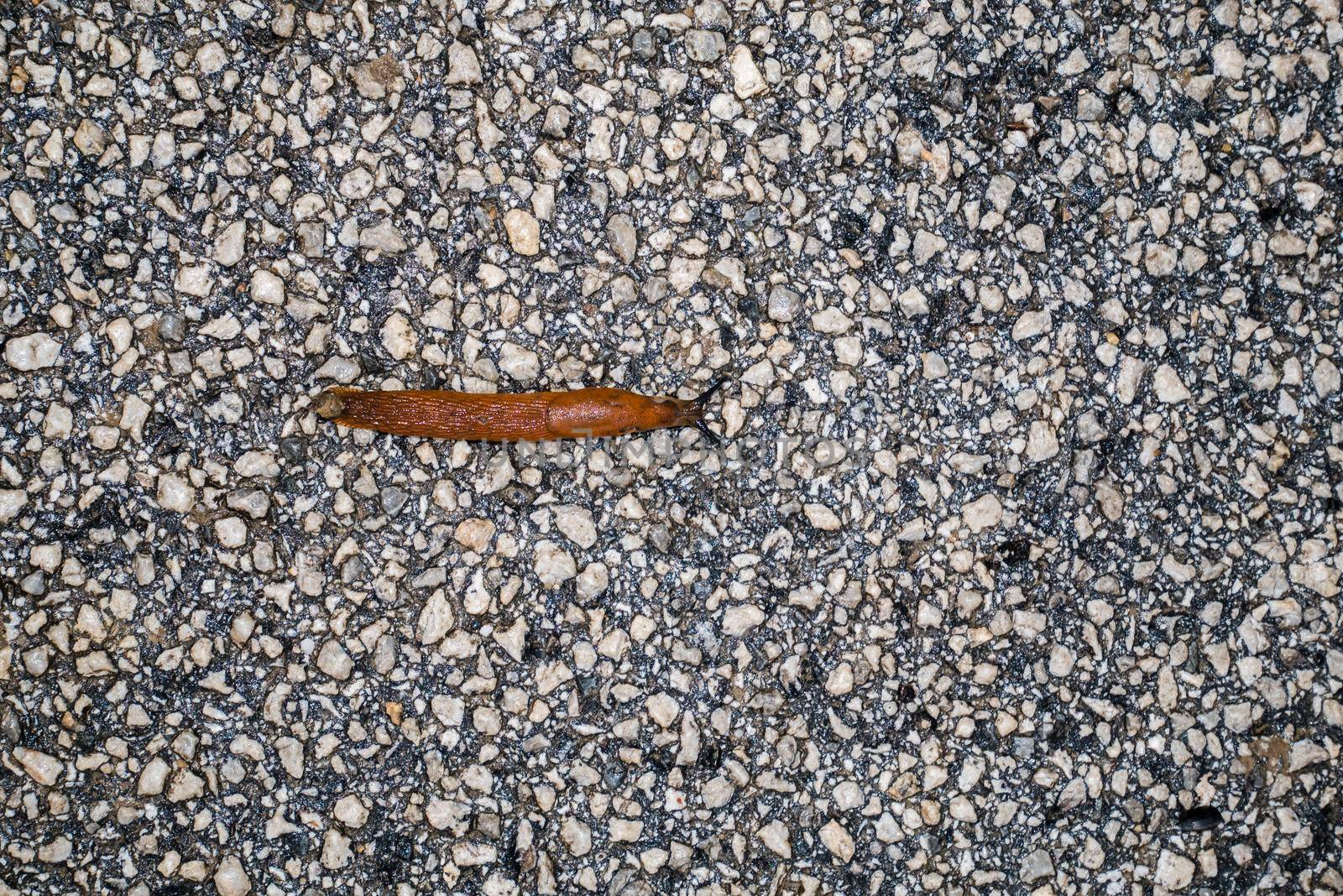 Spanish Slug (Arion lusitanicus - Arion vulgaris) or Portuguese slug as an invasive species and garden pest