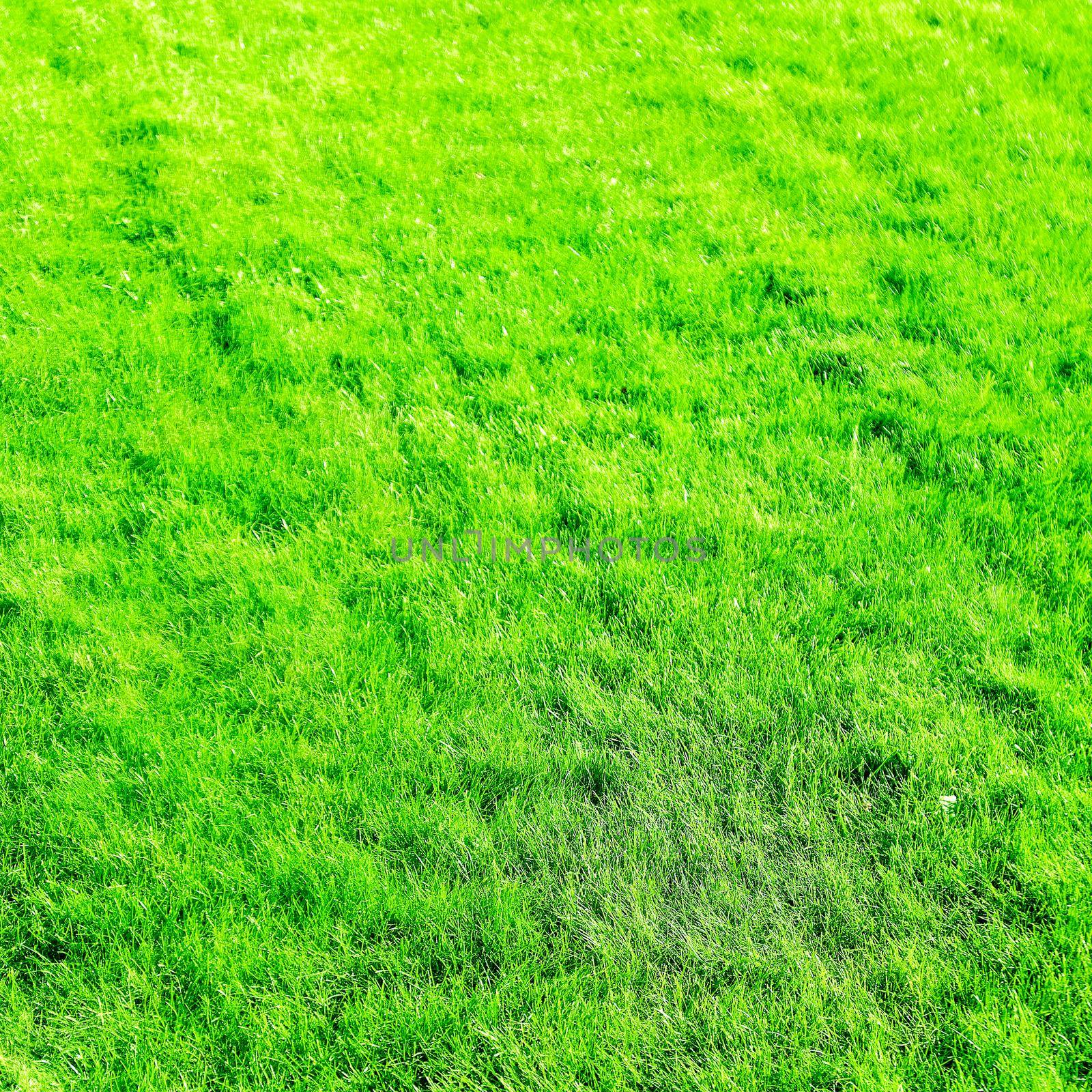 Nature, garden and golf landscape concept - Grass field background, perfect backyard lawn