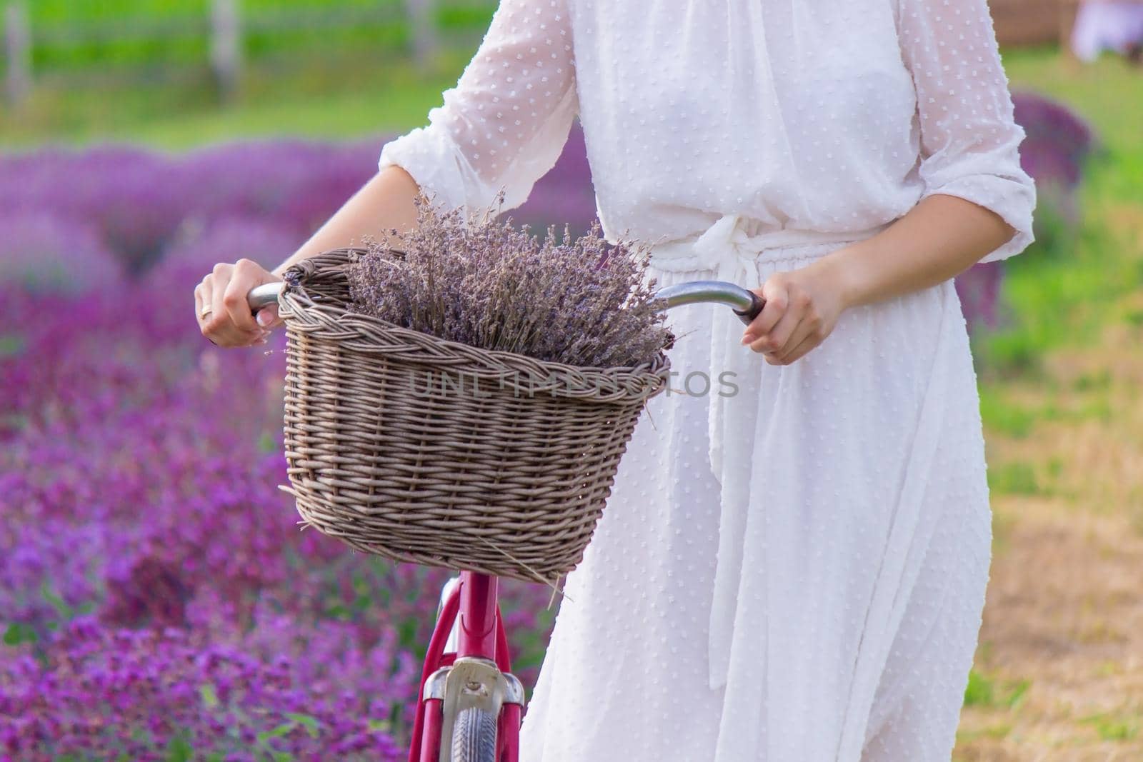 Woman in a field of lavender flowers in a white dress. Ukraine. selective focus