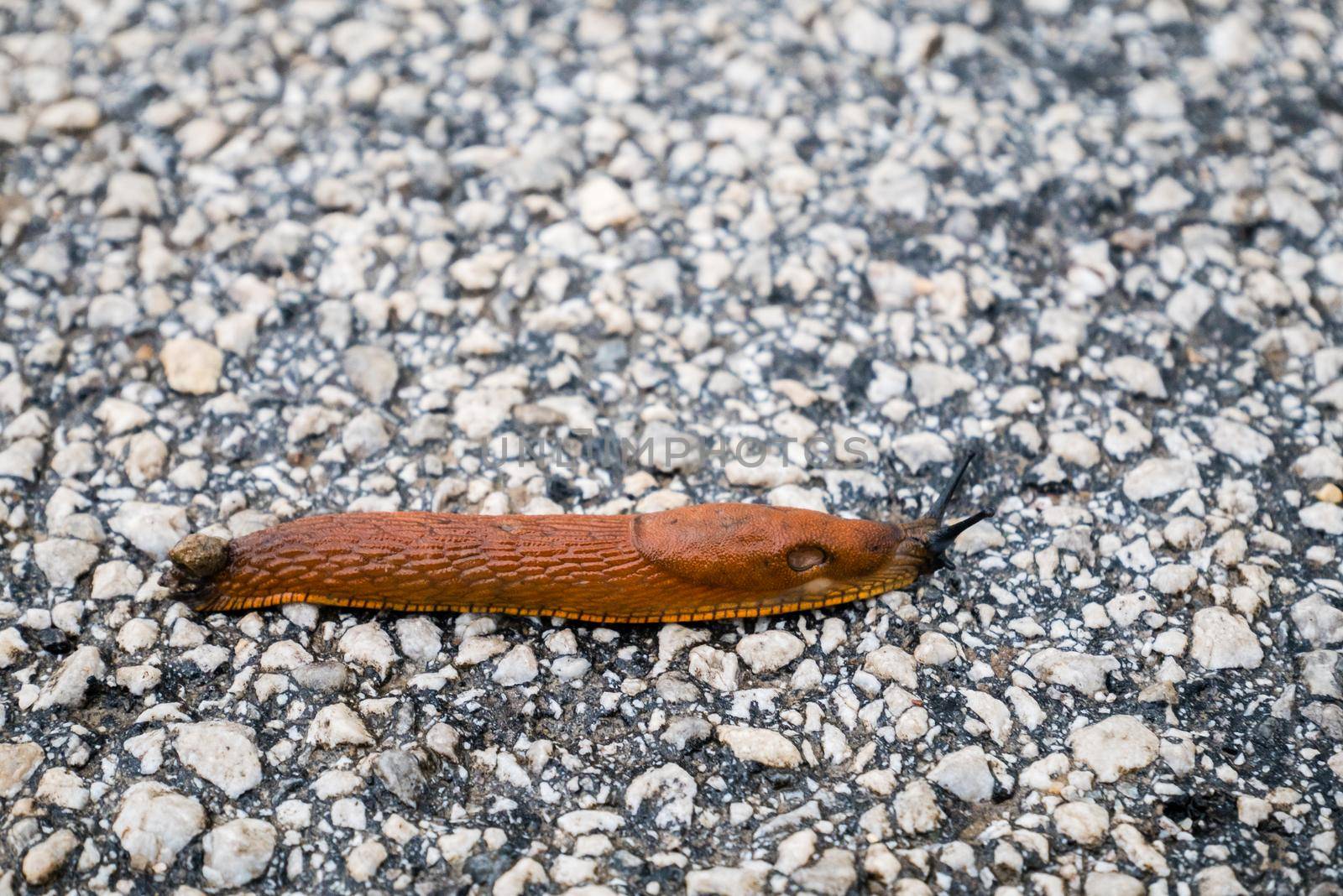 Spanish Slug (Arion lusitanicus - Arion vulgaris) or Portuguese slug as an invasive species and garden pest