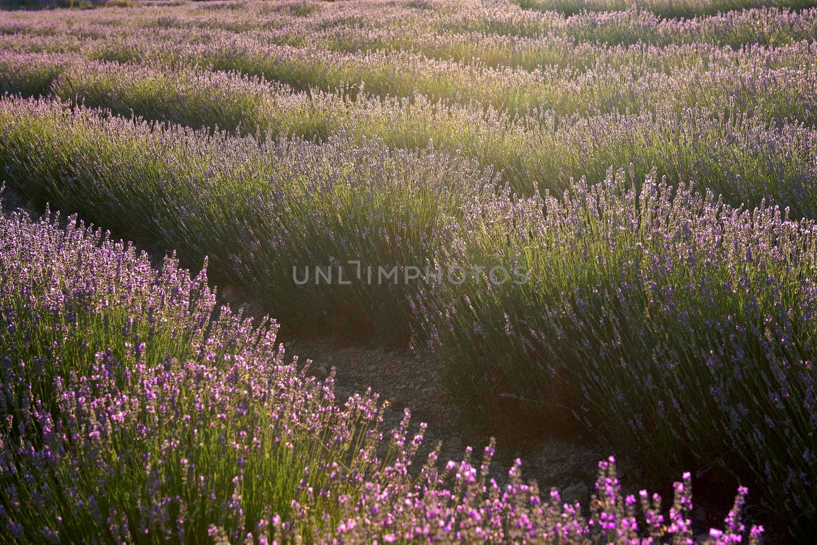 A lavender field in bloom on a sunny day by raul_ruiz