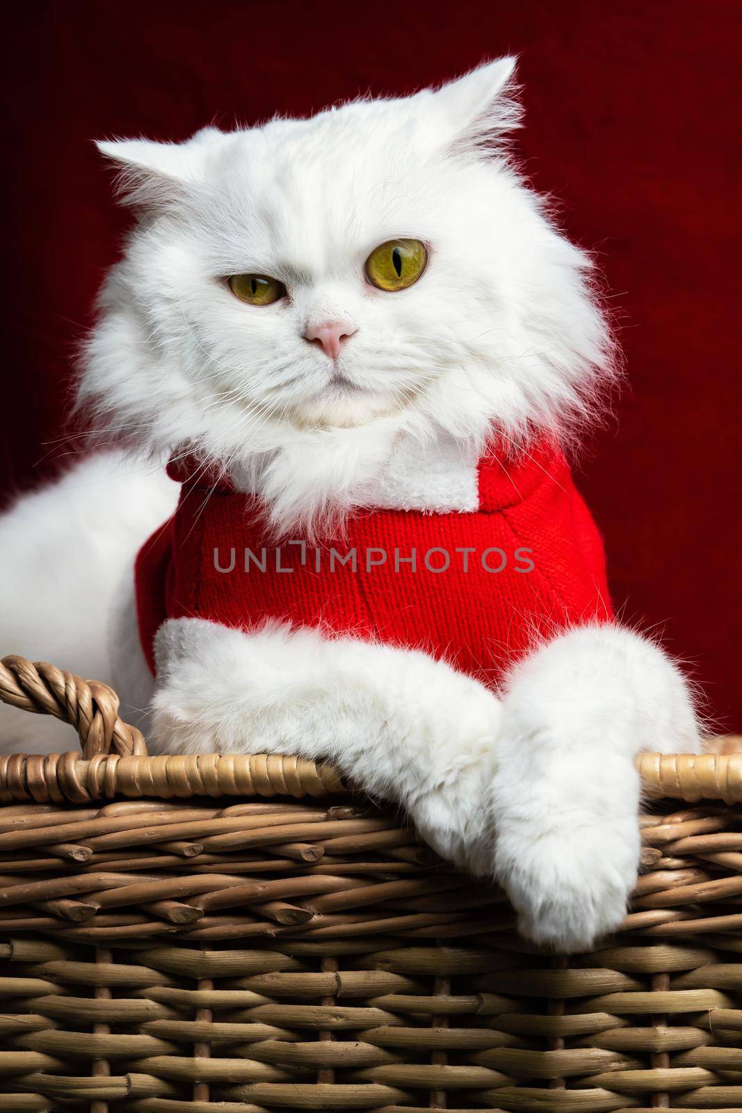 Portrait of a fluffy white cat in a Christmas decoration - Santa Claus costume on red studio background. New year, pets, animals meme concept. High quality photo
