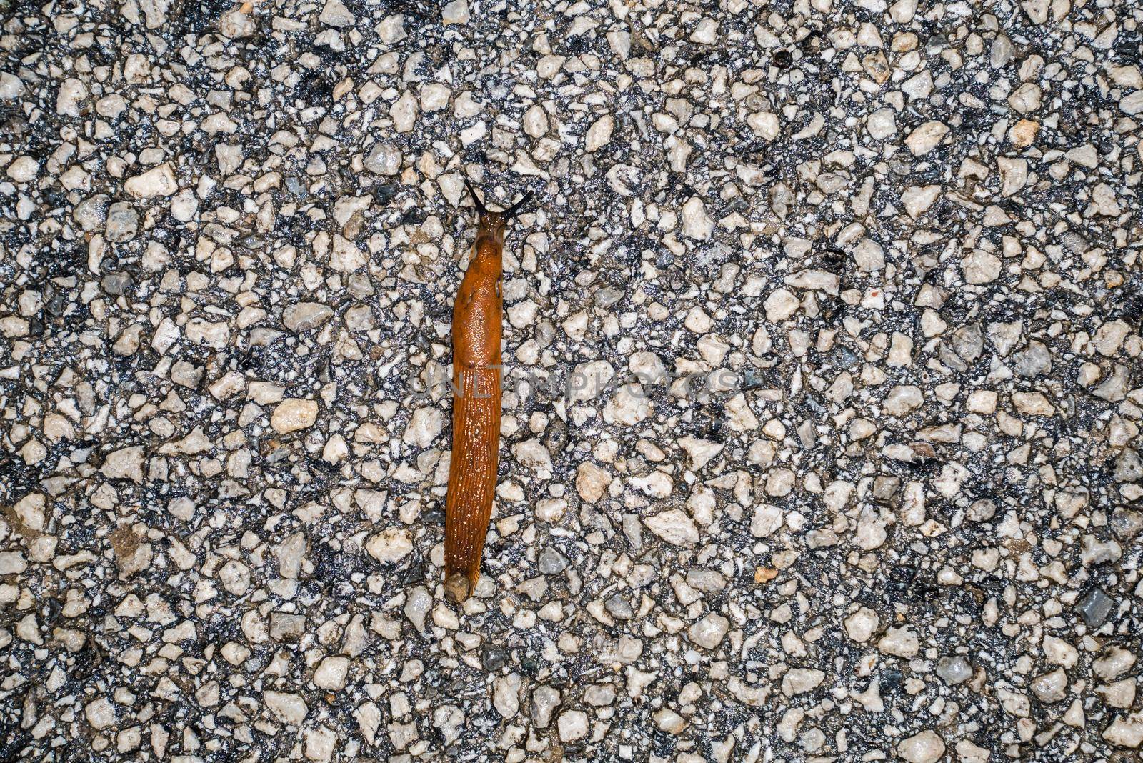 Spanish Slug (Arion lusitanicus - Arion vulgaris) by zebra