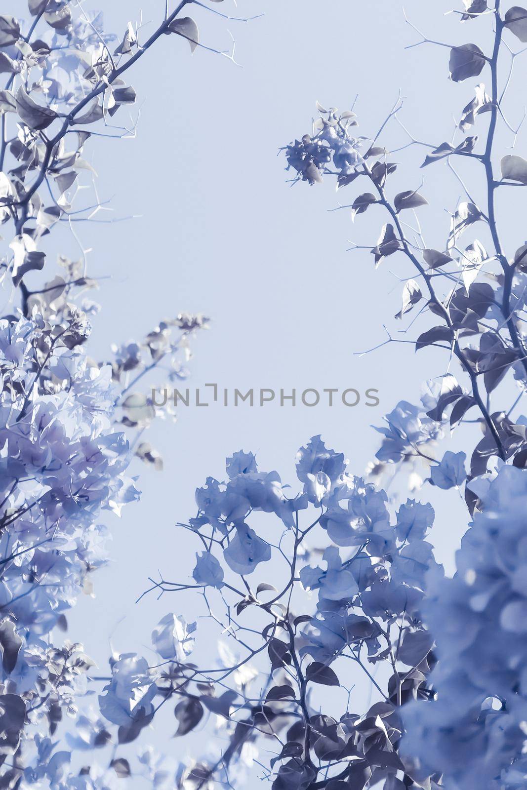Flower background, spring nature and botanical beauty concept - Blue floral composition
