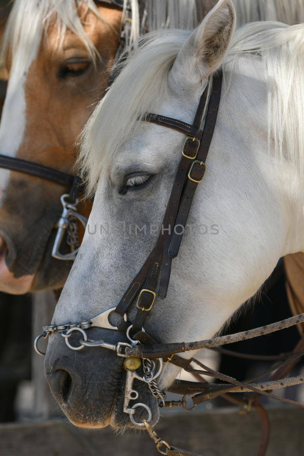 A white and brown horses in a leather strap in a farm