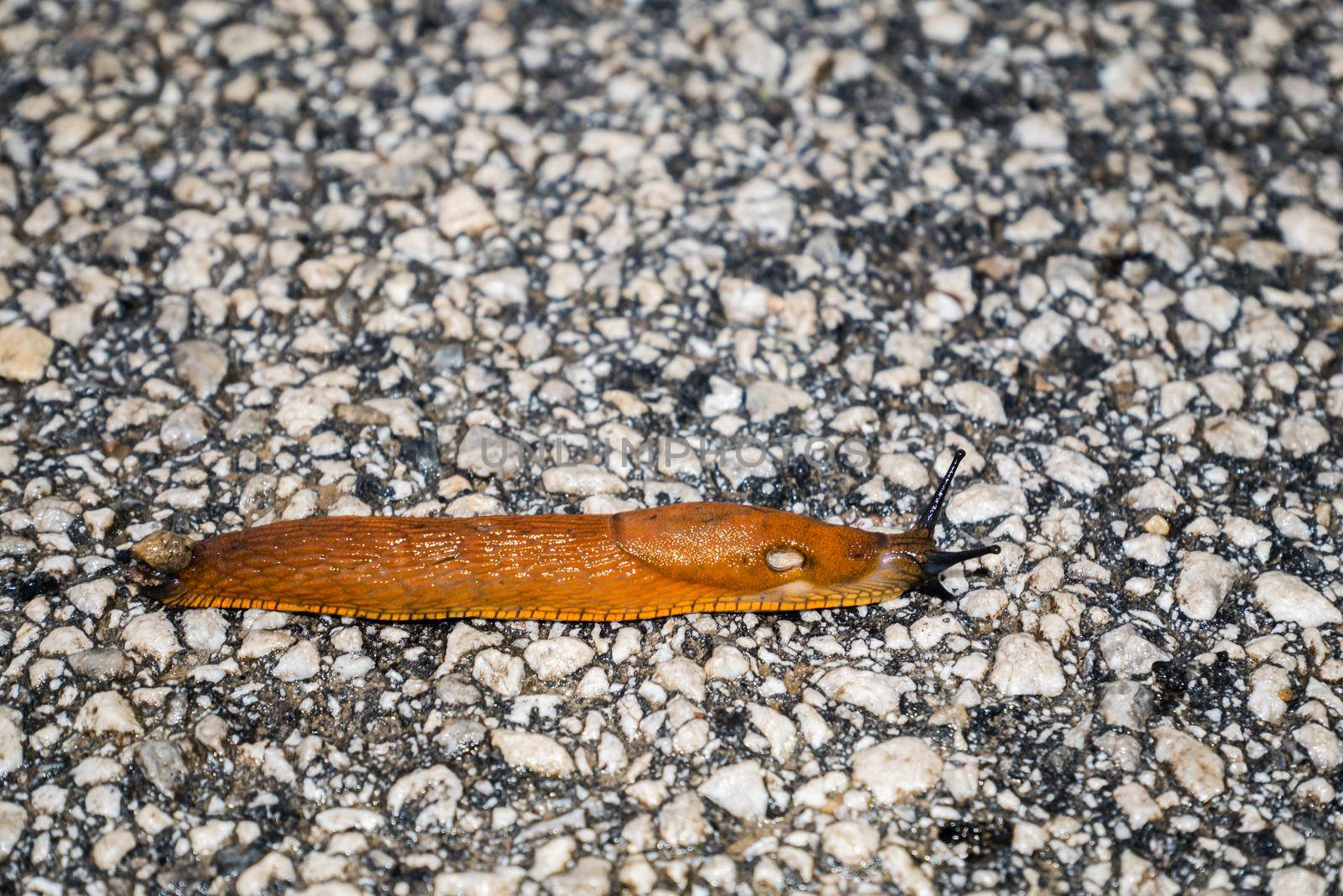 Spanish Slug (Arion lusitanicus - Arion vulgaris) or Portuguese slug as an invasive species and garden pest