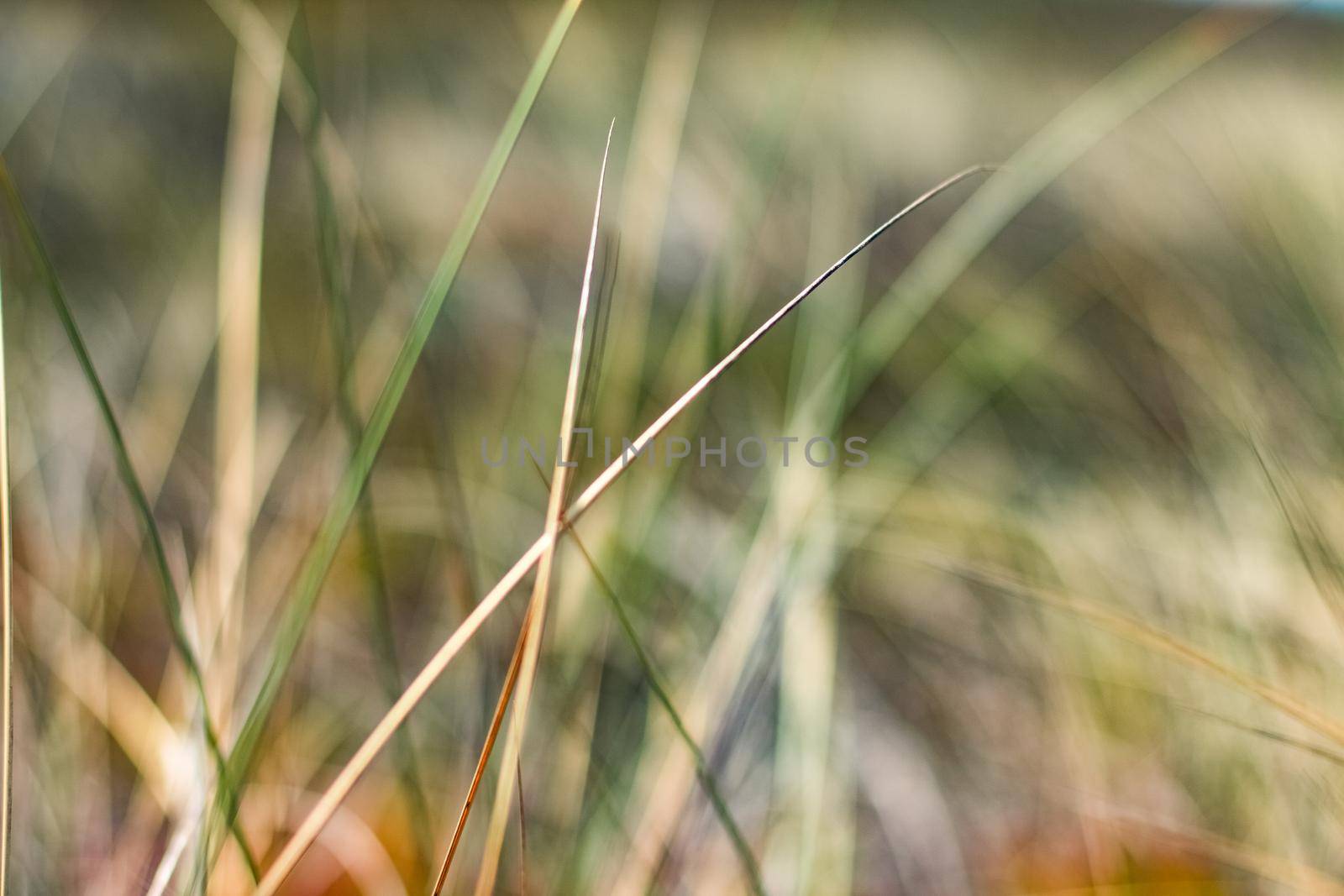 Beauty in nature, balanced lifestyle, environmental concept - Rustic spring field