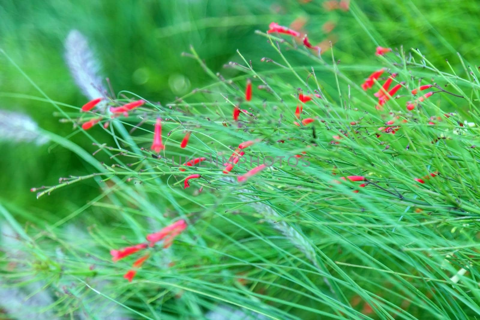 Russelia equisetiformis, the fountainbush, firecracker plant, coral plant, coral fountain, coralblow or fountain plant, is a species of flowering plant in the family Plantaginaceae