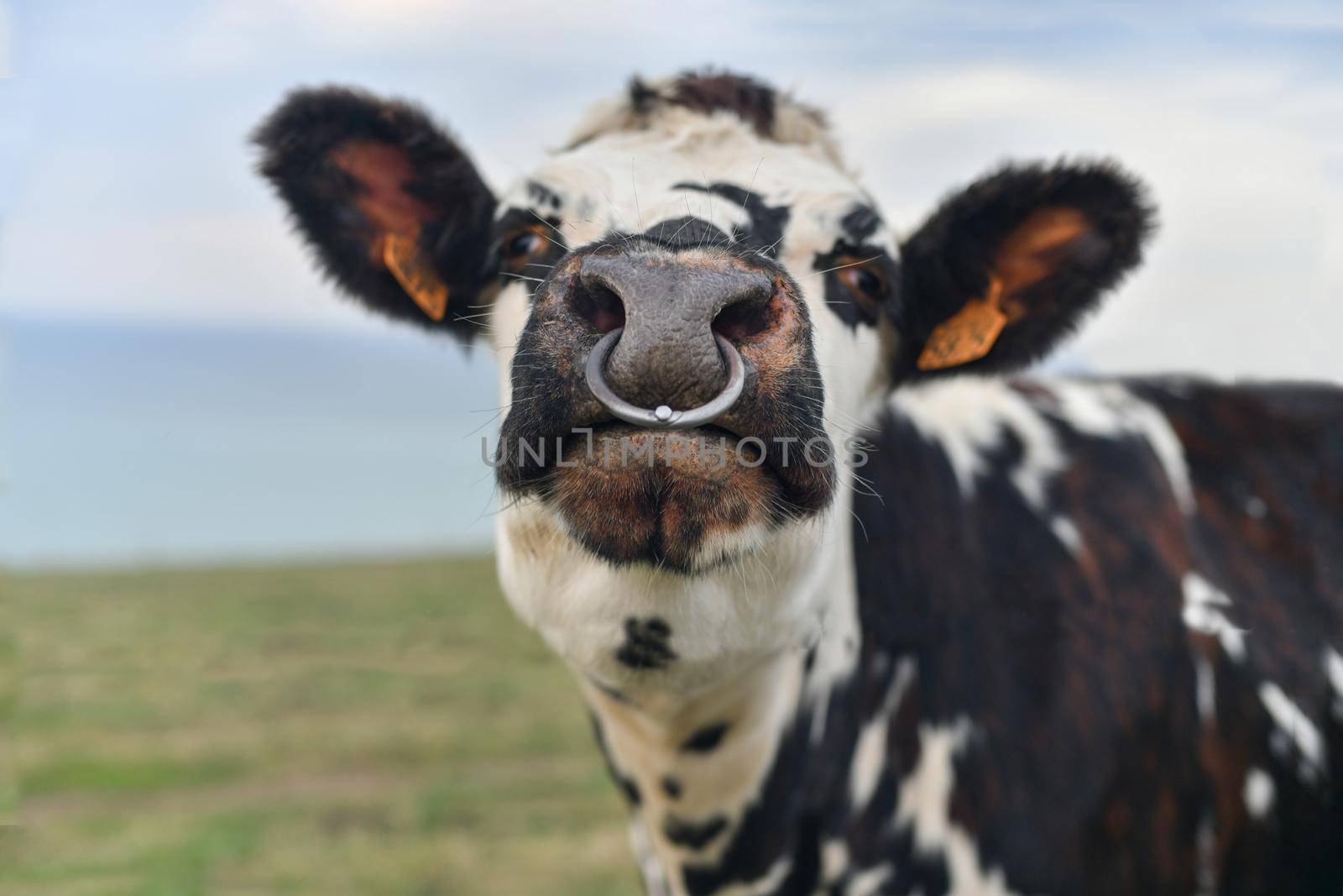 Spotted cow with a pierced nose in Normandy, France