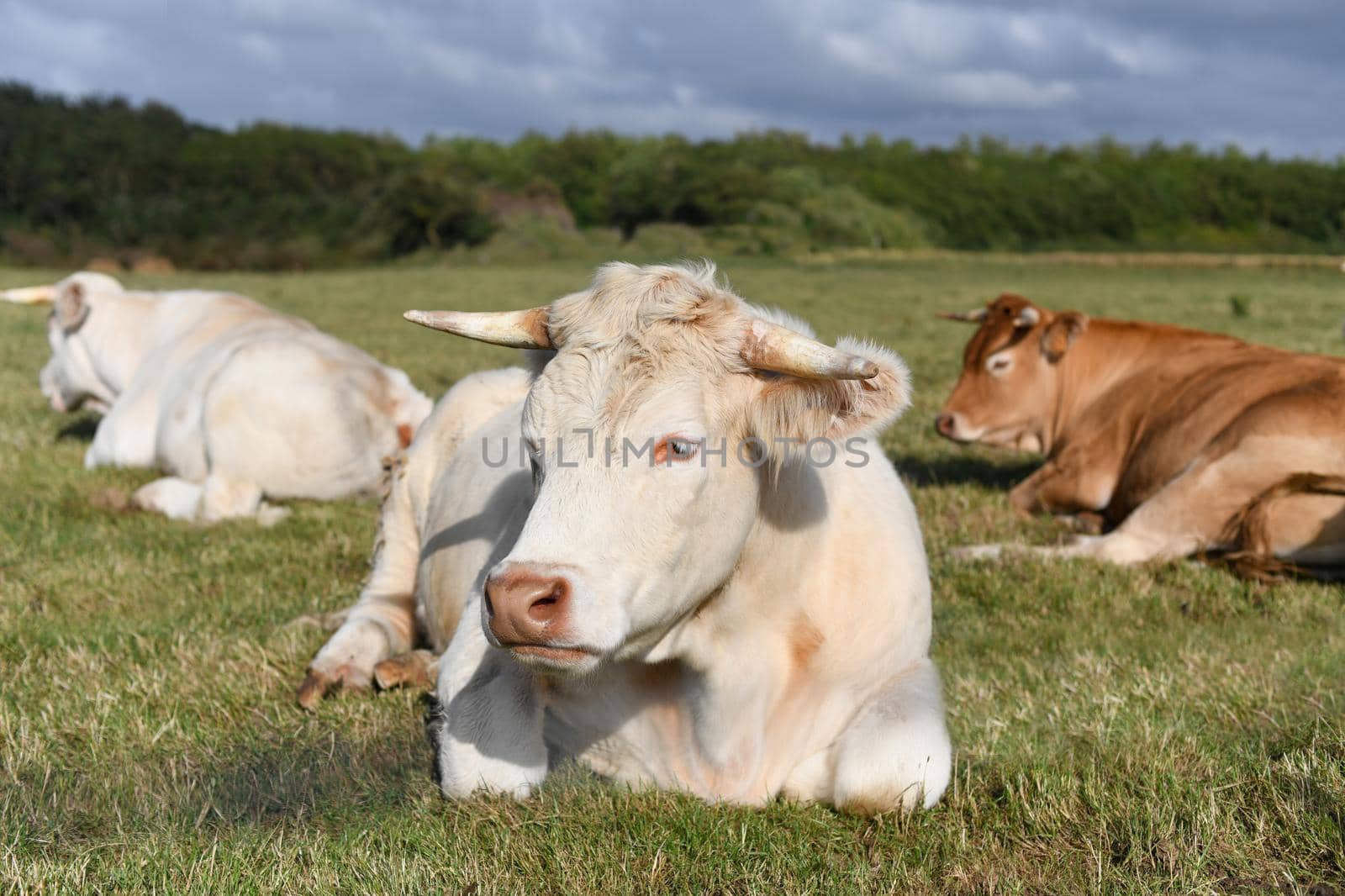 Alpine beige cow resting on the green grass