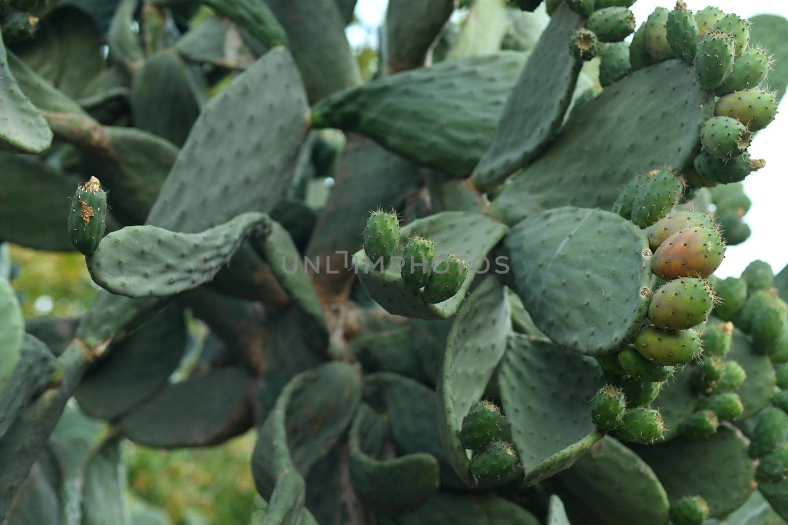 Green opuntia cactus ficus indica