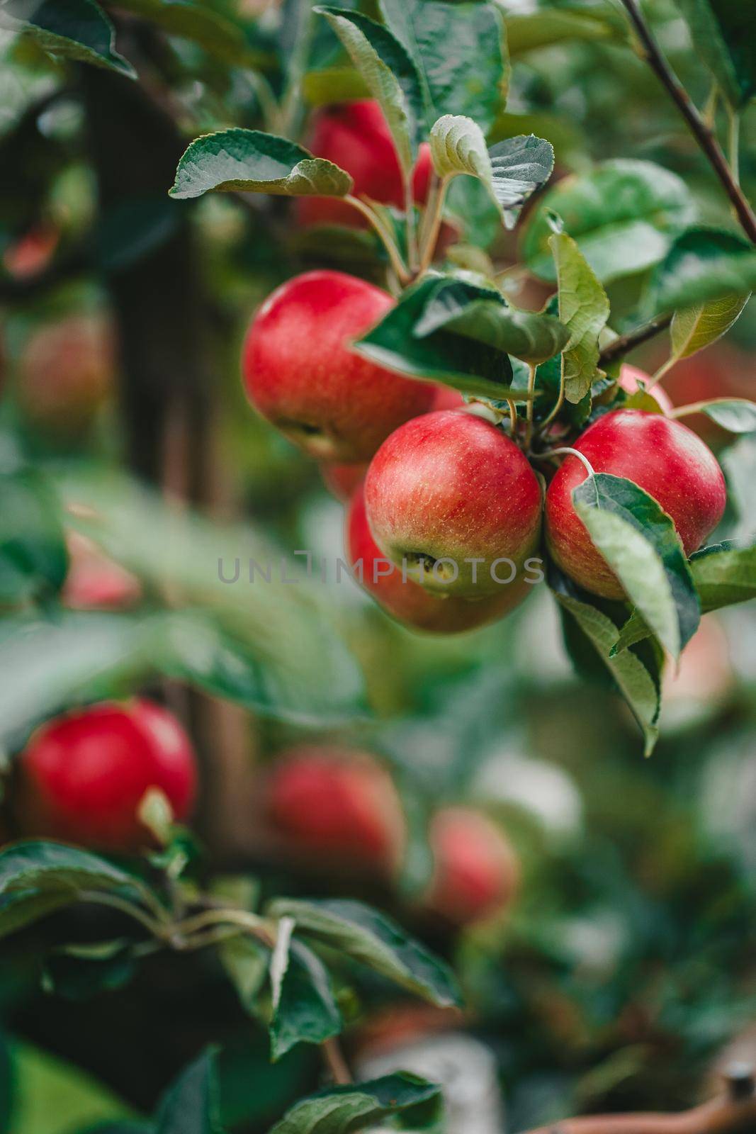 Amazing green apple trees garden. Ripe red fruits, organic food, agricultural concept. High quality photo