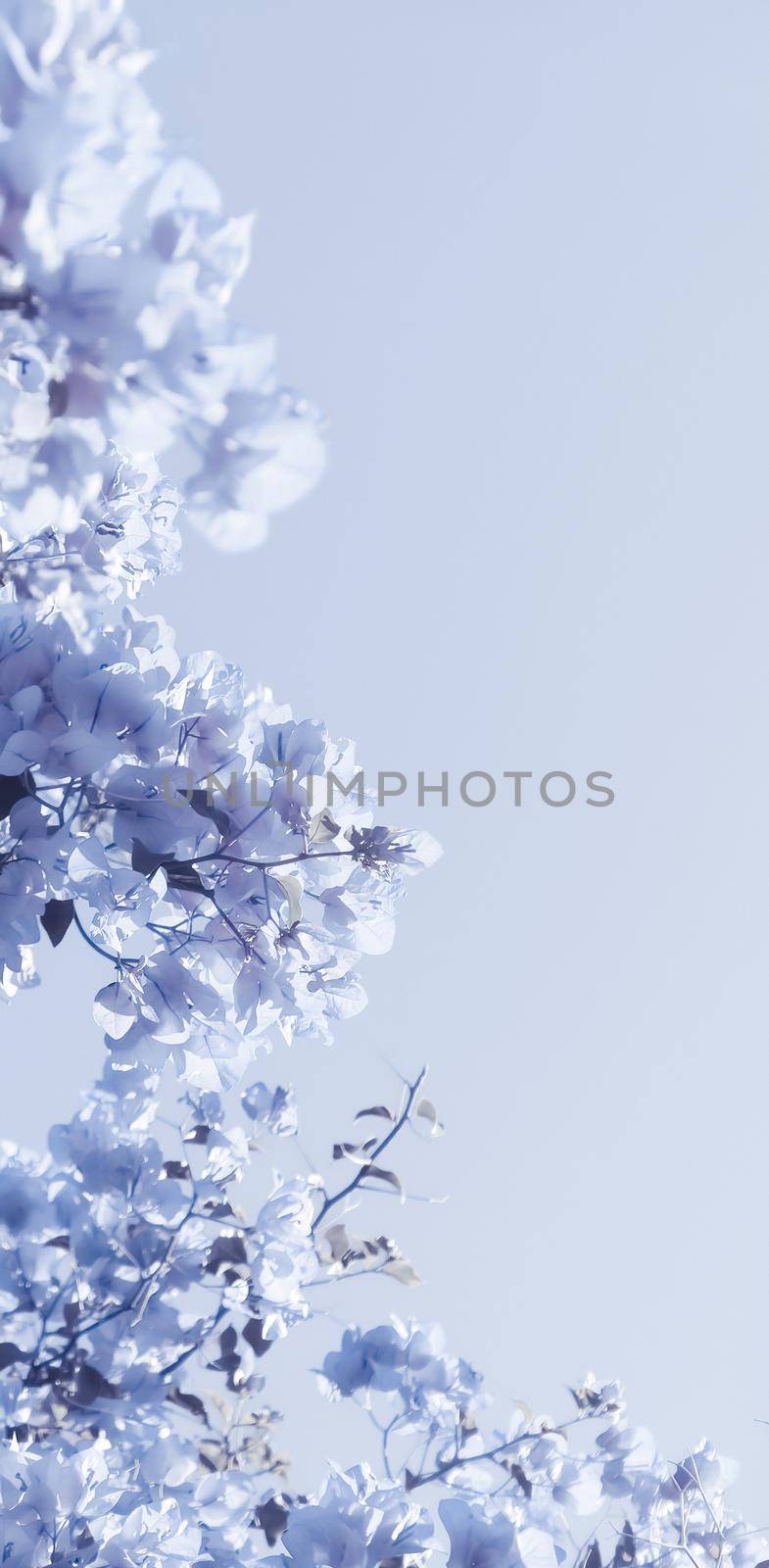 Flower background, spring nature and botanical beauty concept - Blue floral composition