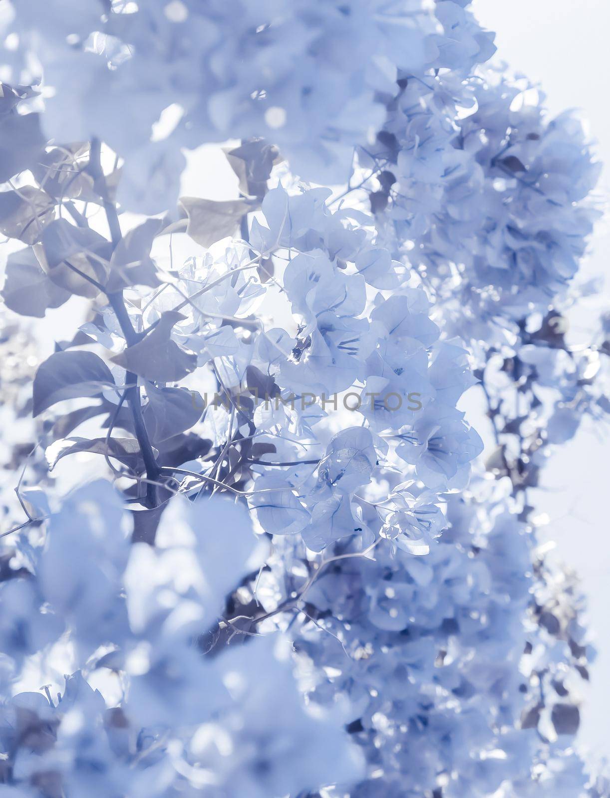 Flower background, spring nature and botanical beauty concept - Blue floral composition