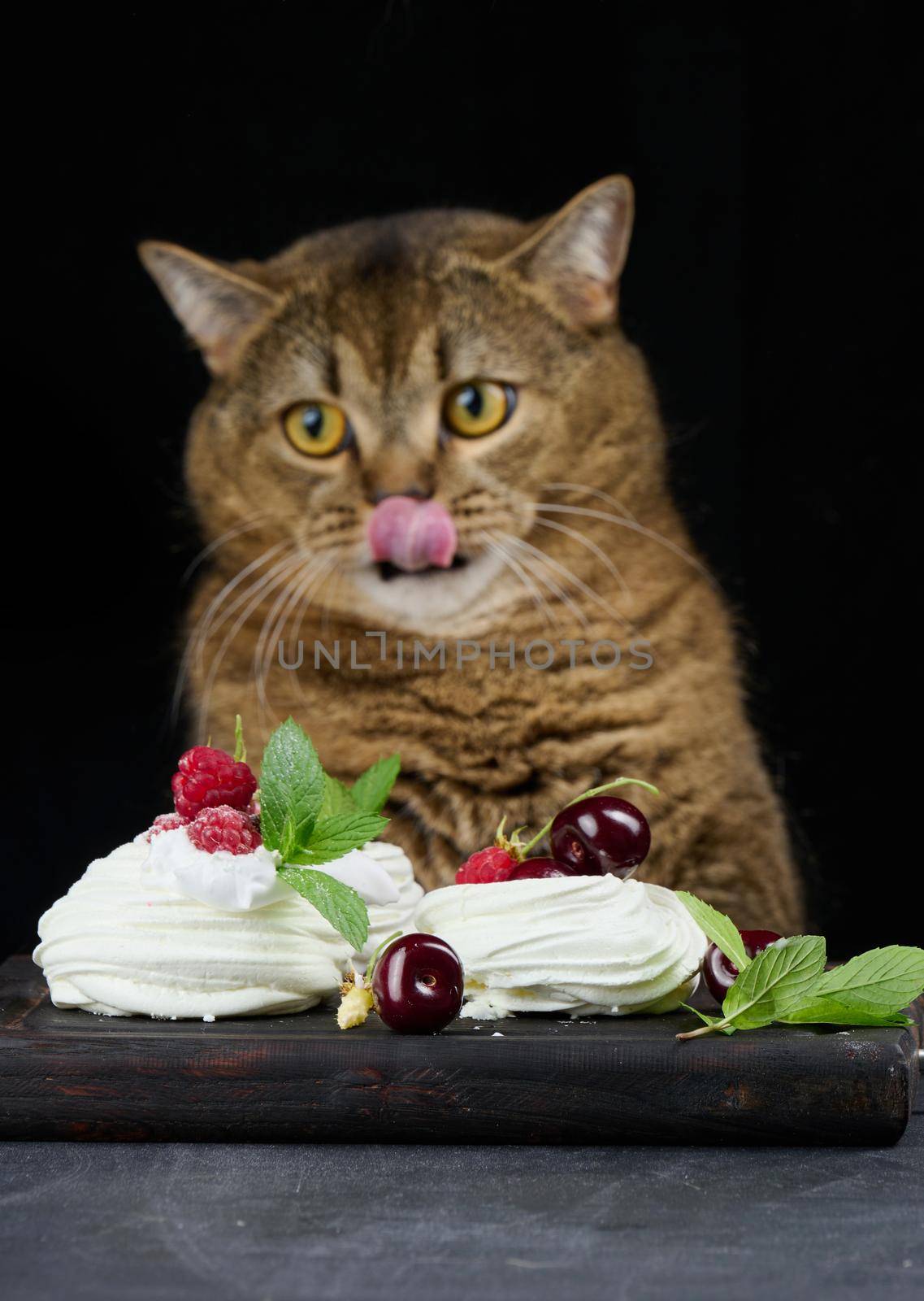 A funny gray cat sits at a black table with a Pavlova dessert.