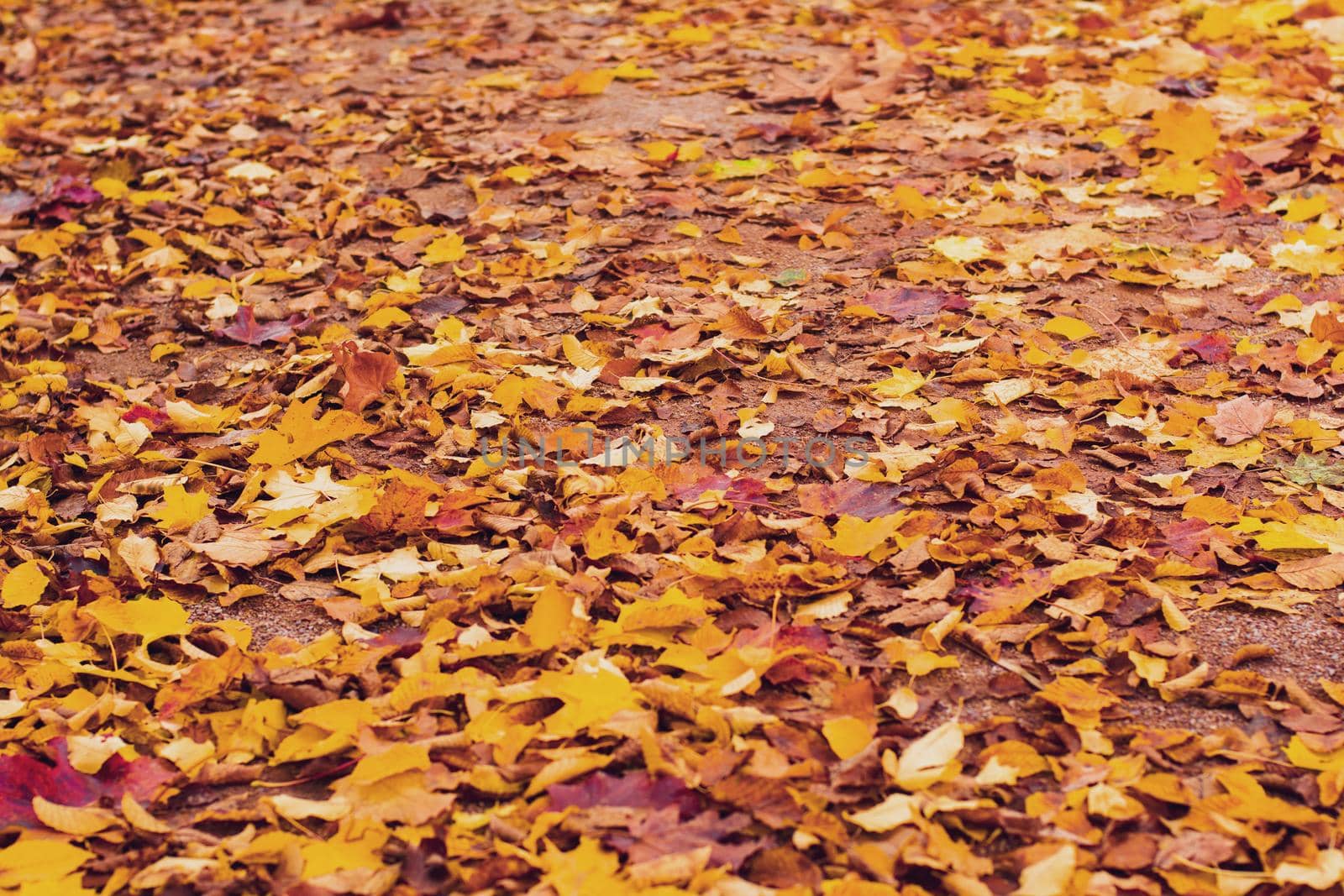 Autumn yellow and red leaves Background and texture. Colorful autumn