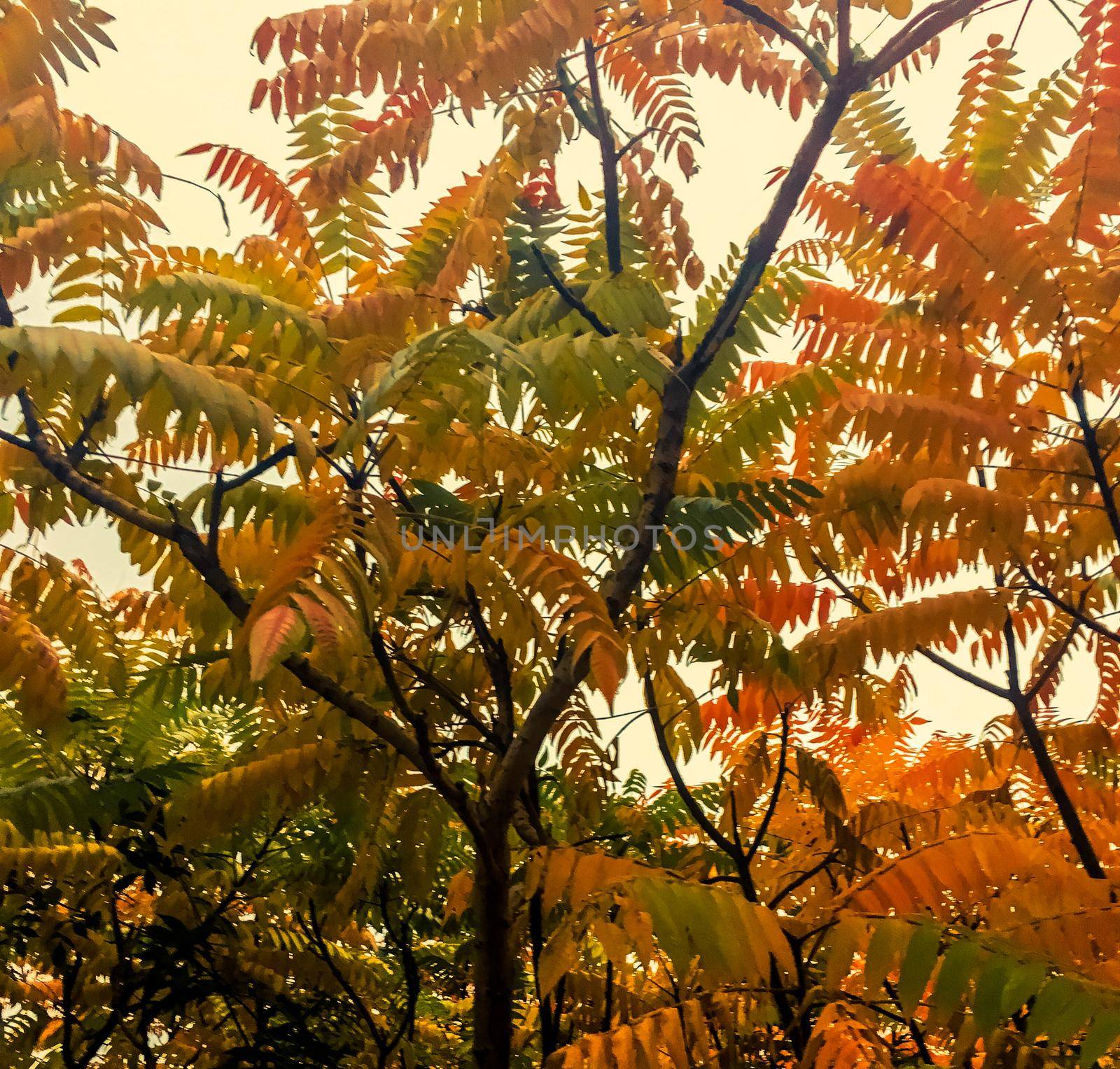 Fall season, weather and environment concept - Autumn leaves and trees, nature background