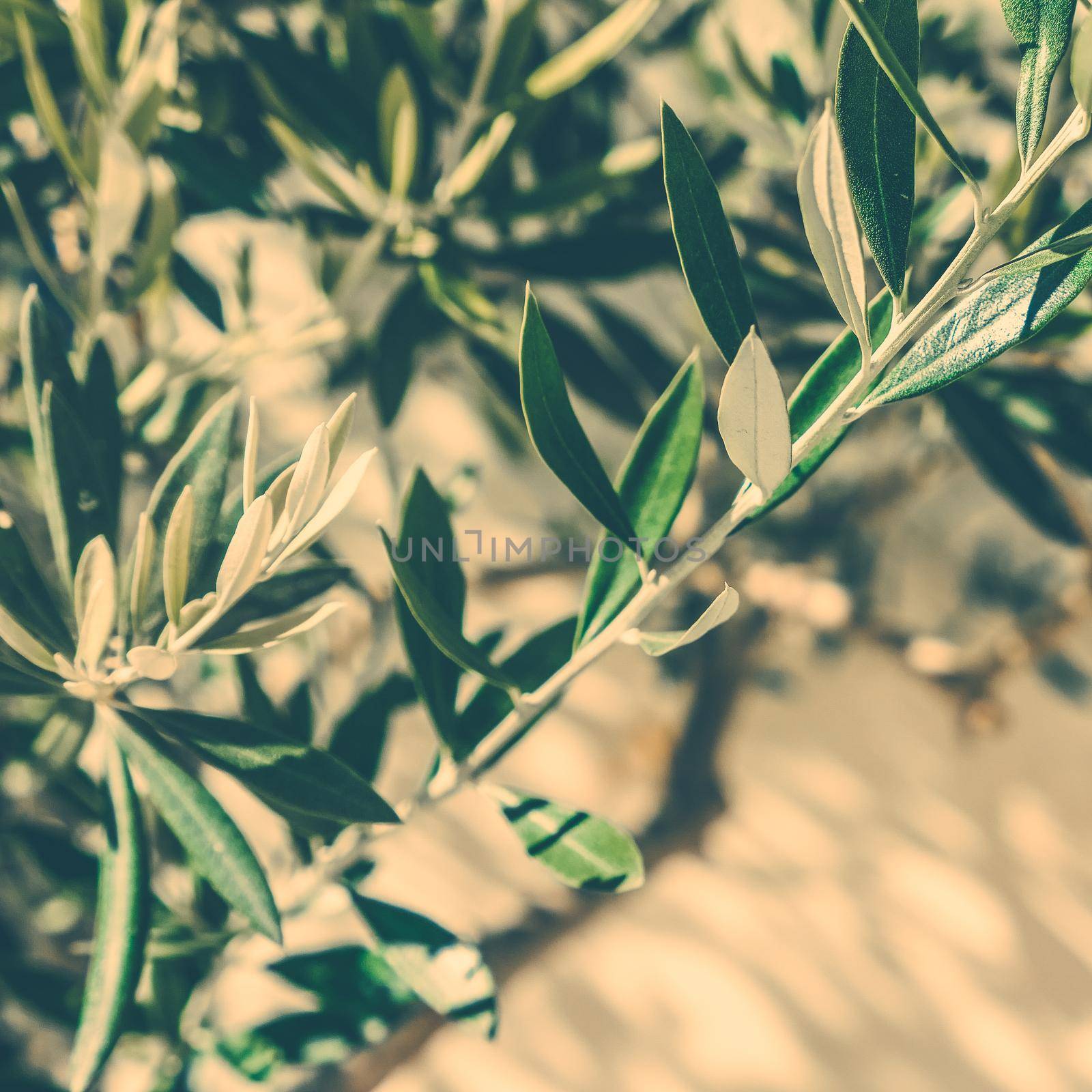 Mediterranean nature, botanical background and summertime concept - Olive garden in Greece