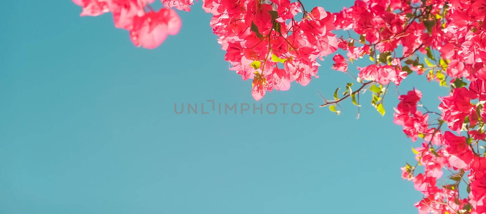 Coral blooming flowers and blue sky, feminine style background by Anneleven