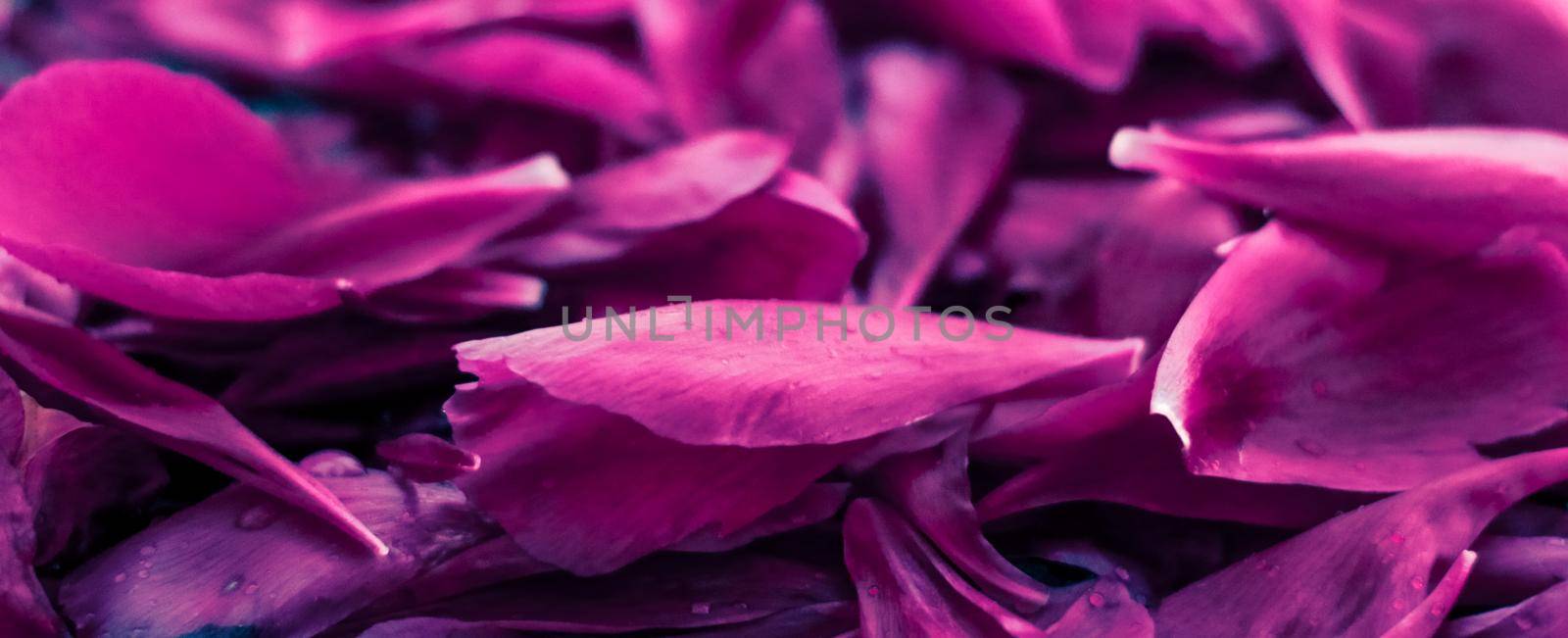 Abstract floral background, purple flower petals in water by Anneleven