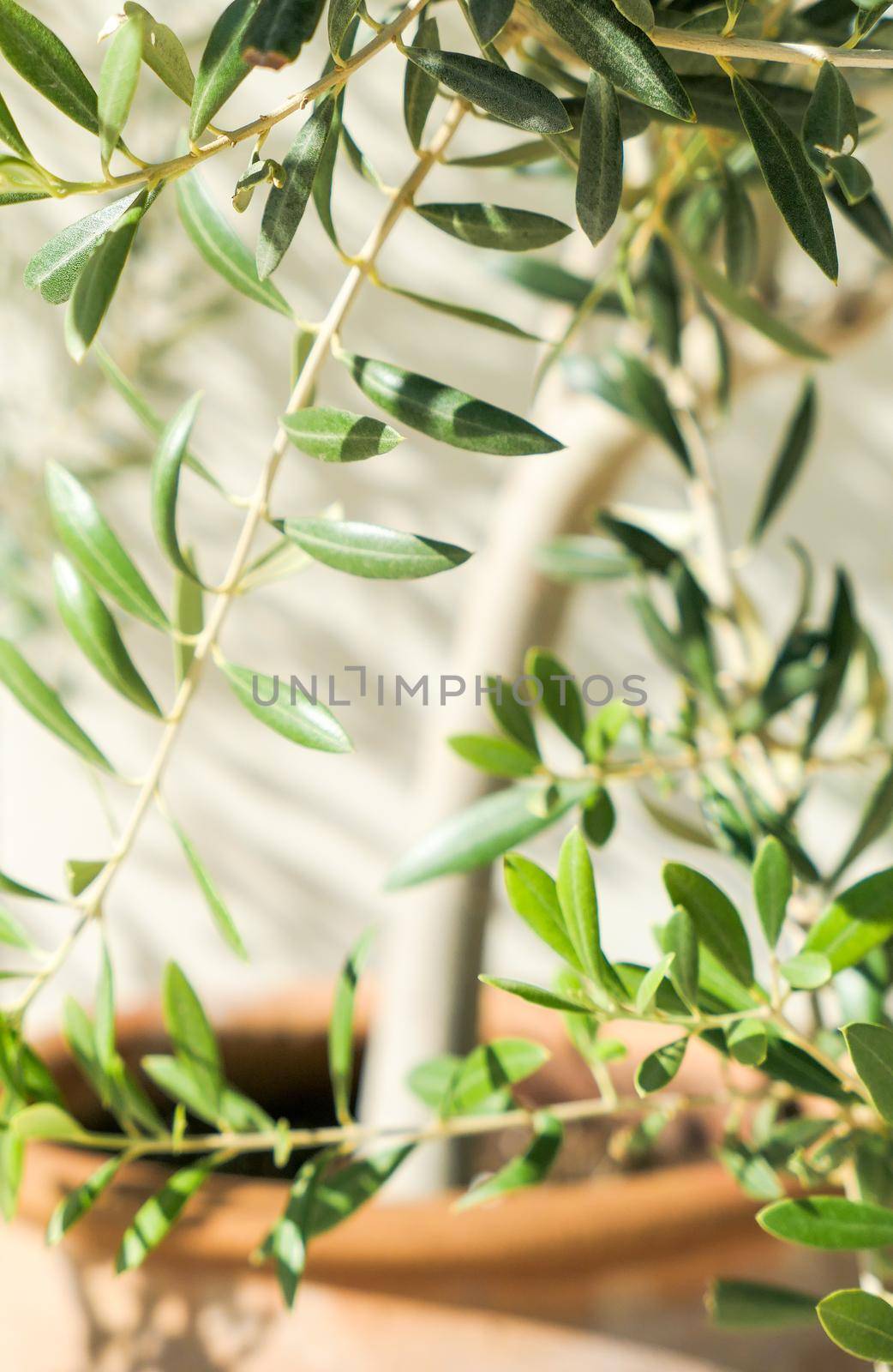 Olive tree and sunshine - gardening, nature background and environmental concept. The beauty of a green garden