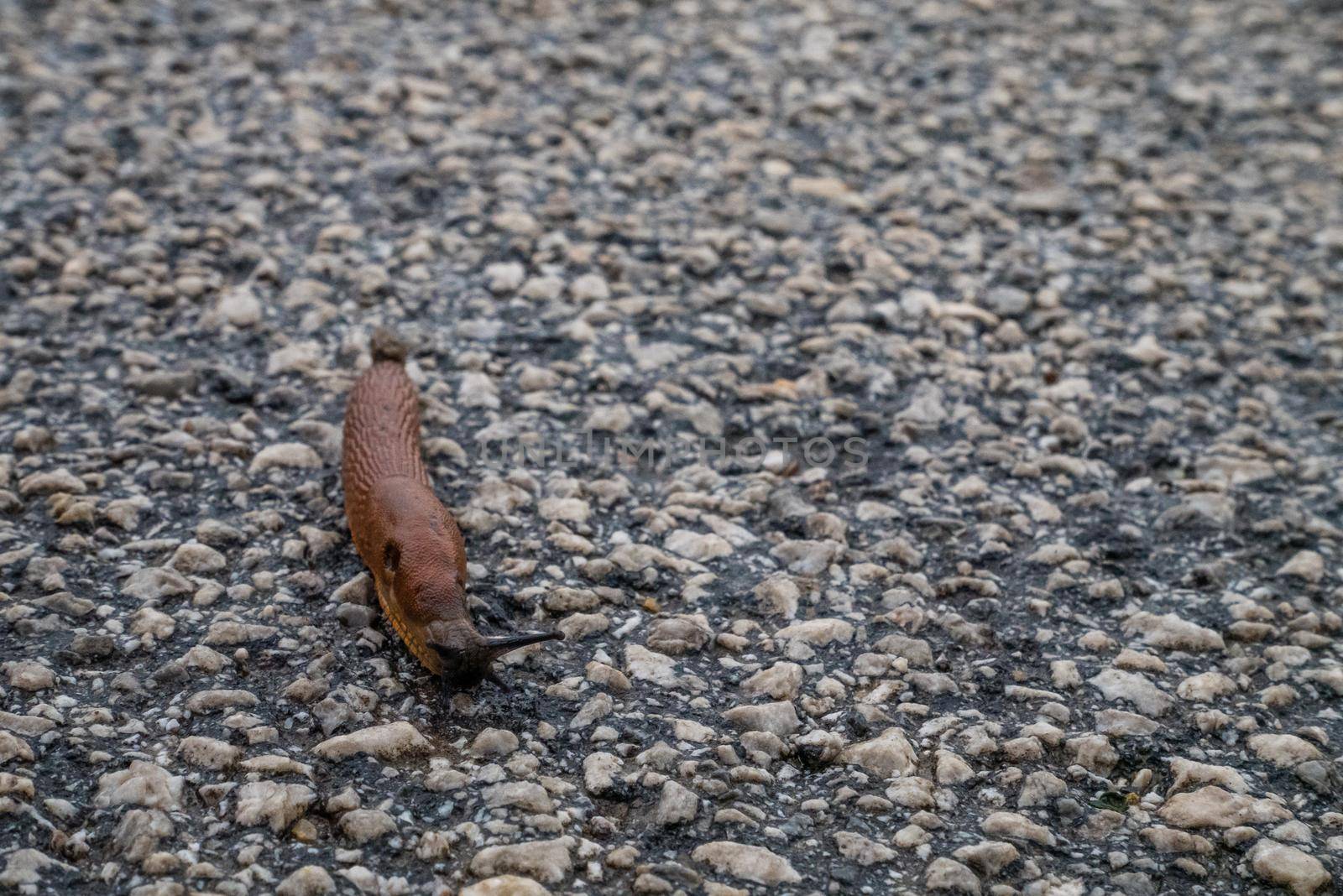 Spanish Slug (Arion lusitanicus - Arion vulgaris) or Portuguese slug as an invasive species and garden pest