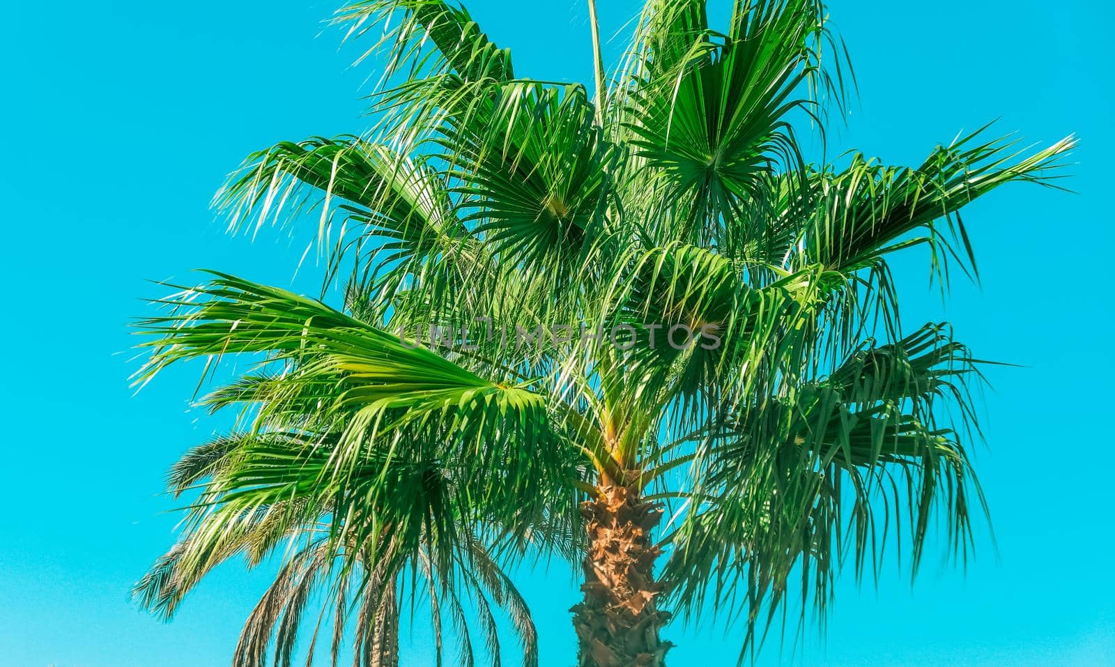 Nature, tropical backdrop and summer vacation concept - Palm tree beach background, summertime travel