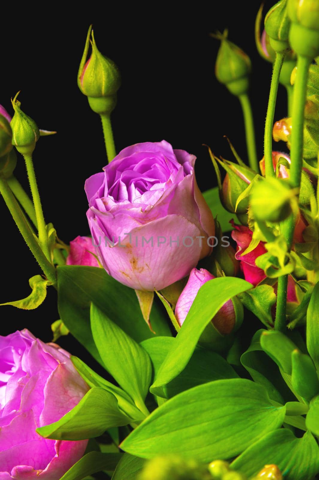 Fresh mixed flower bouquet on black background. Green branches with rich peony roses. Dark floral background.