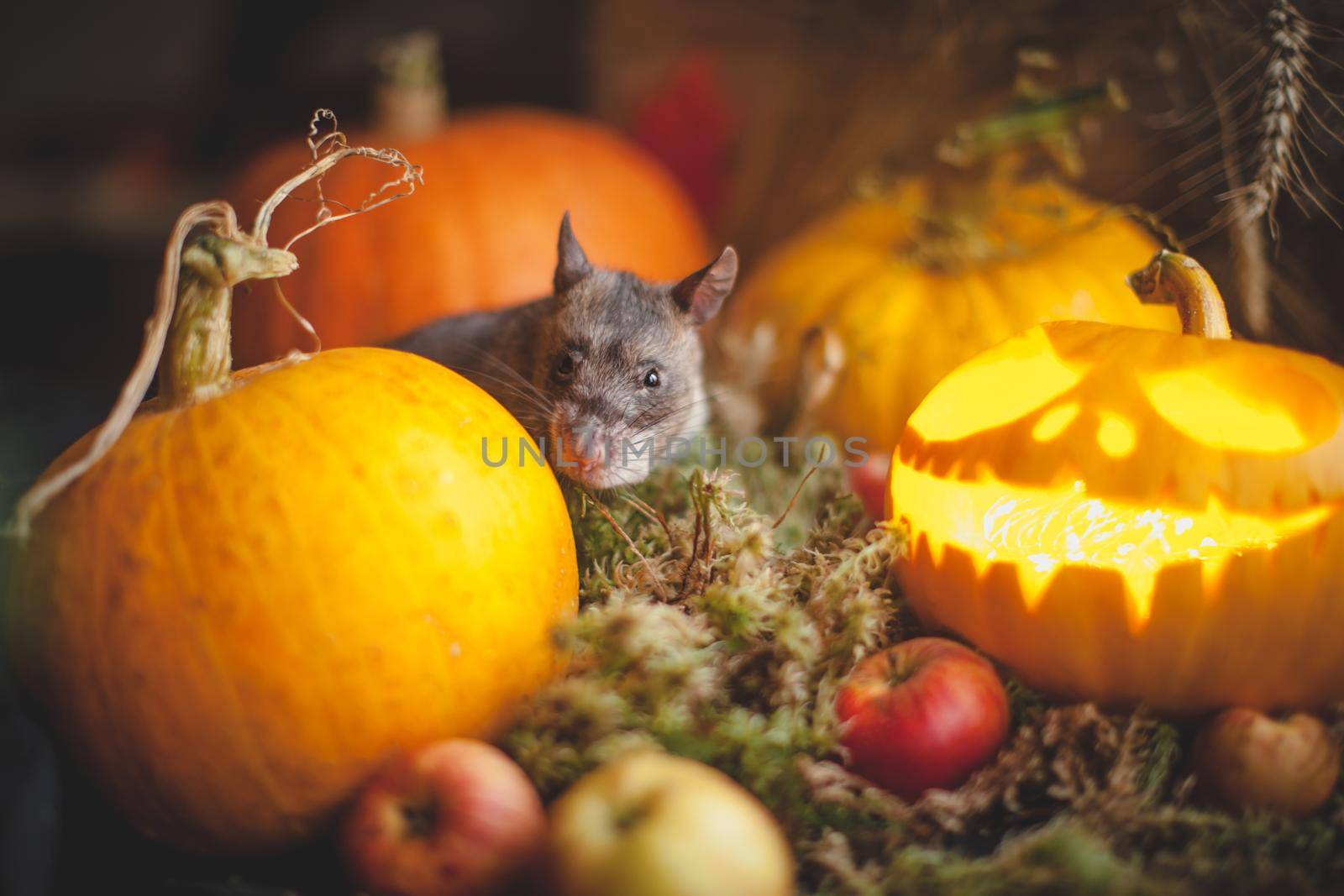 Pretty giant gambian pouched rat on Haloween party with pumpkins