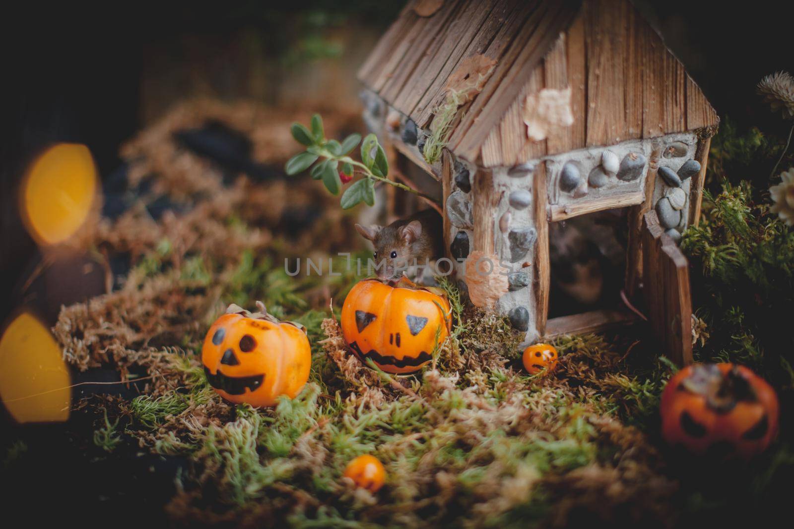 Pretty domestic mice with beautiful Haloween decoration by RosaJay