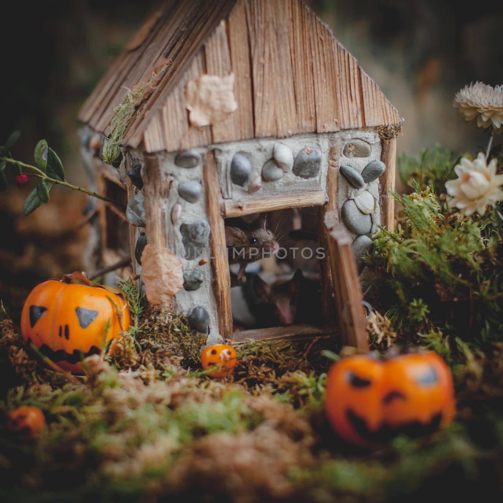 Pretty domestic mice on Haloween costume party with pupmpkins